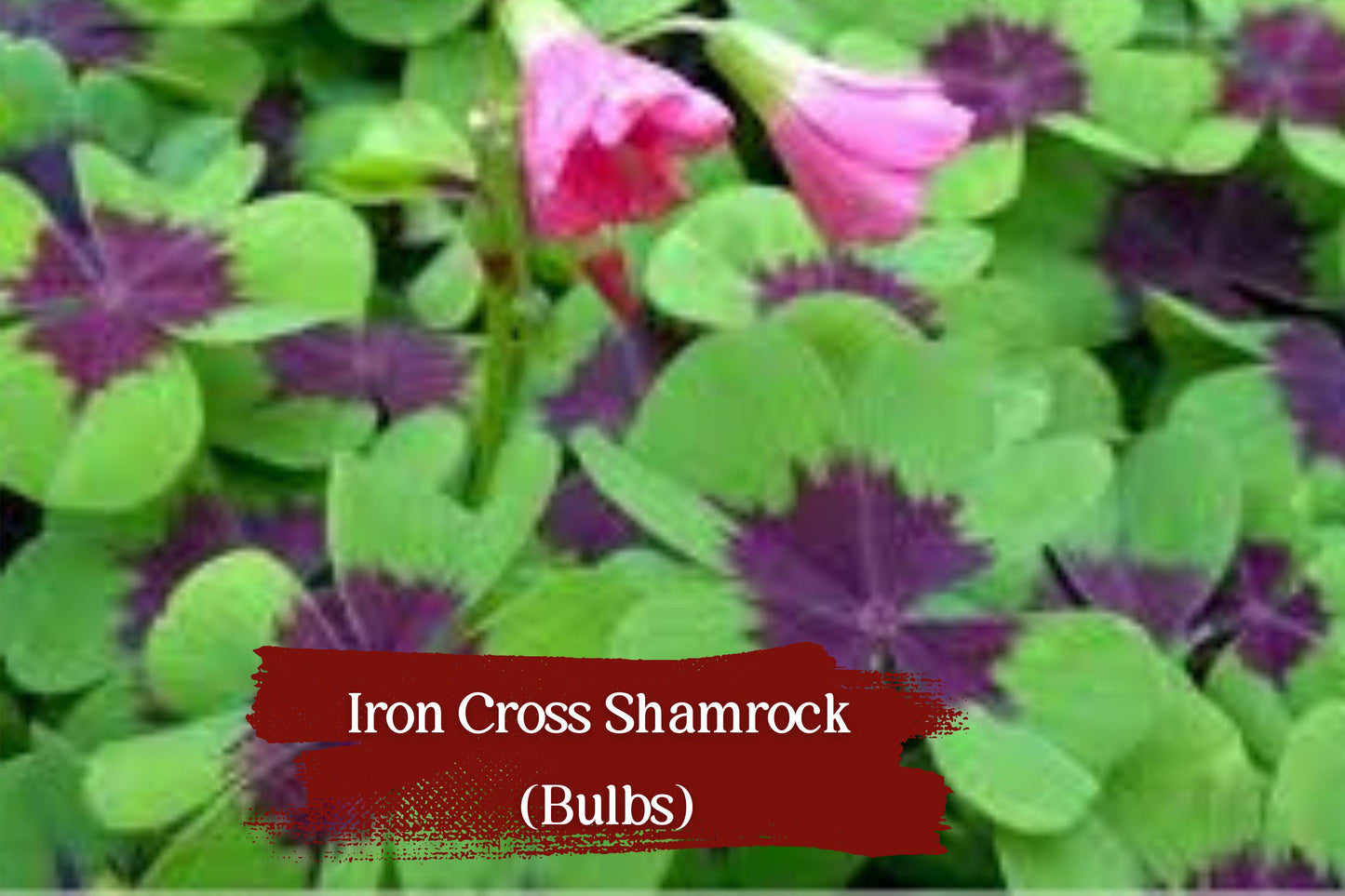 Iron Cross Shamrock Bulbs - 5 Set Fast Growing Oxalis tetraphylla with Burgundy Leaves for Indoor Home Decor