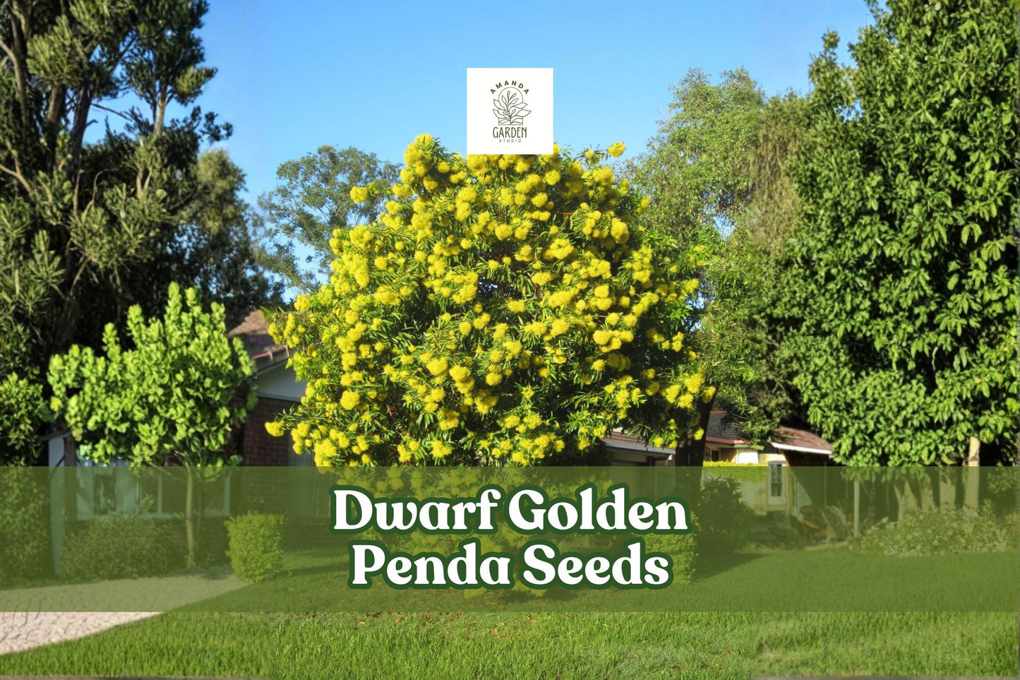 Dwarf Golden Penda Seeds - 30 Seeds Xanthostemon chrysanthus - Tropical Ornamental Shrub with Golden-Yellow Flowers