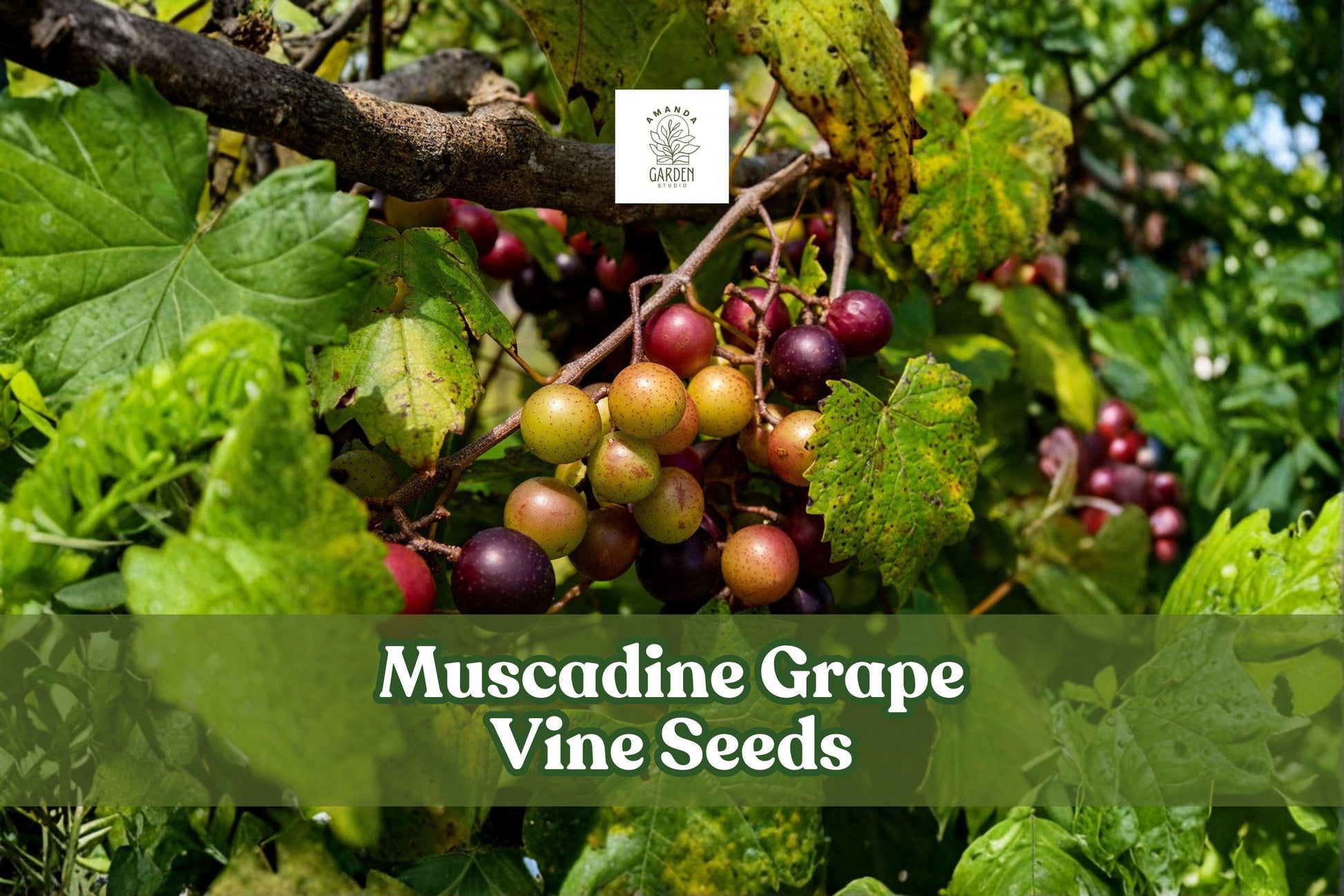 Muscadine Grape Vine Seeds - 5 Untreated Seeds (Vitis rotundifolia) for Home Vineyard, Edible Fruit, Fast-Growing, Hardy Climber