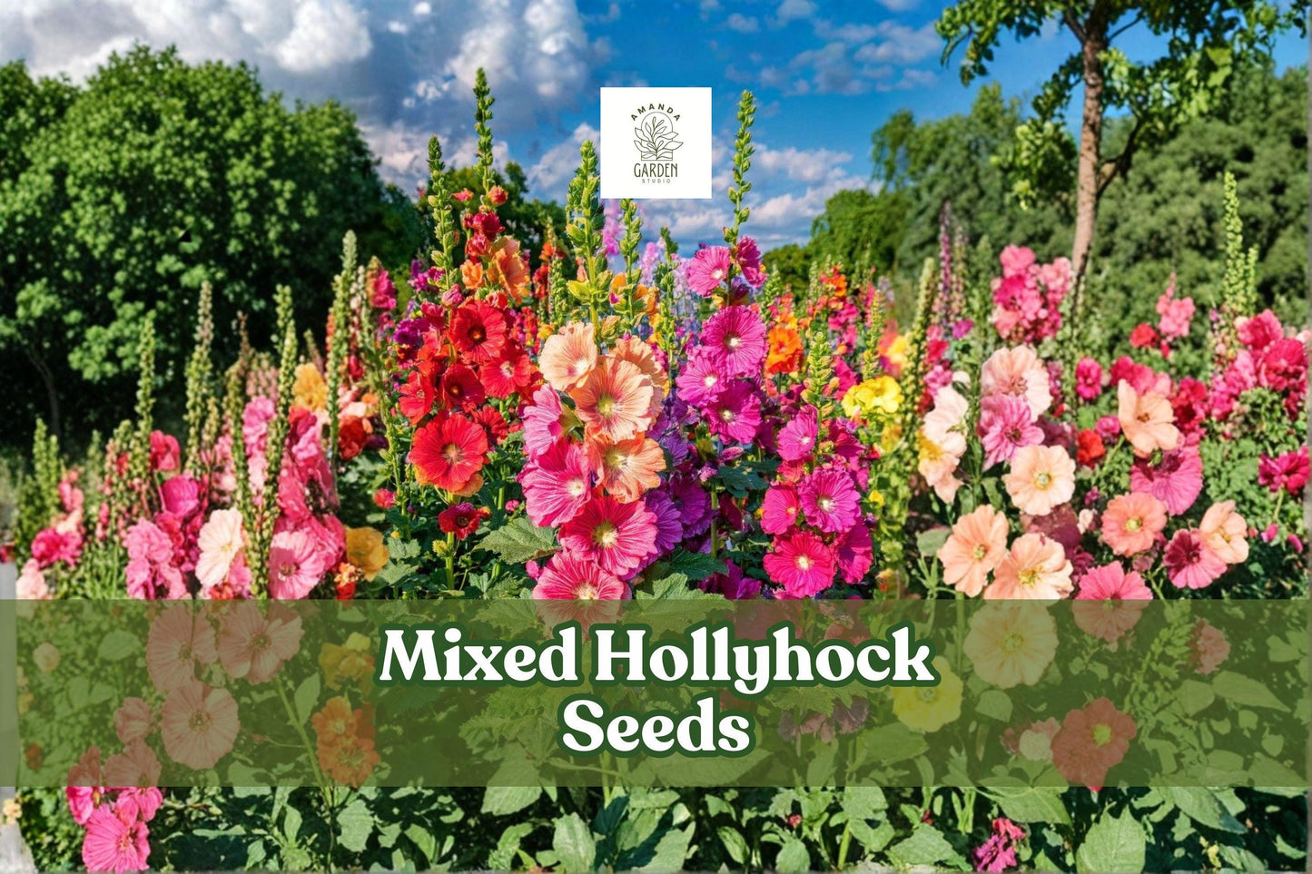 100+ Mixed Hollyhock Seeds | Alcea rosea | Long-Blooming Cottage Garden Flowers | Non-GMO | Attracts Pollinators