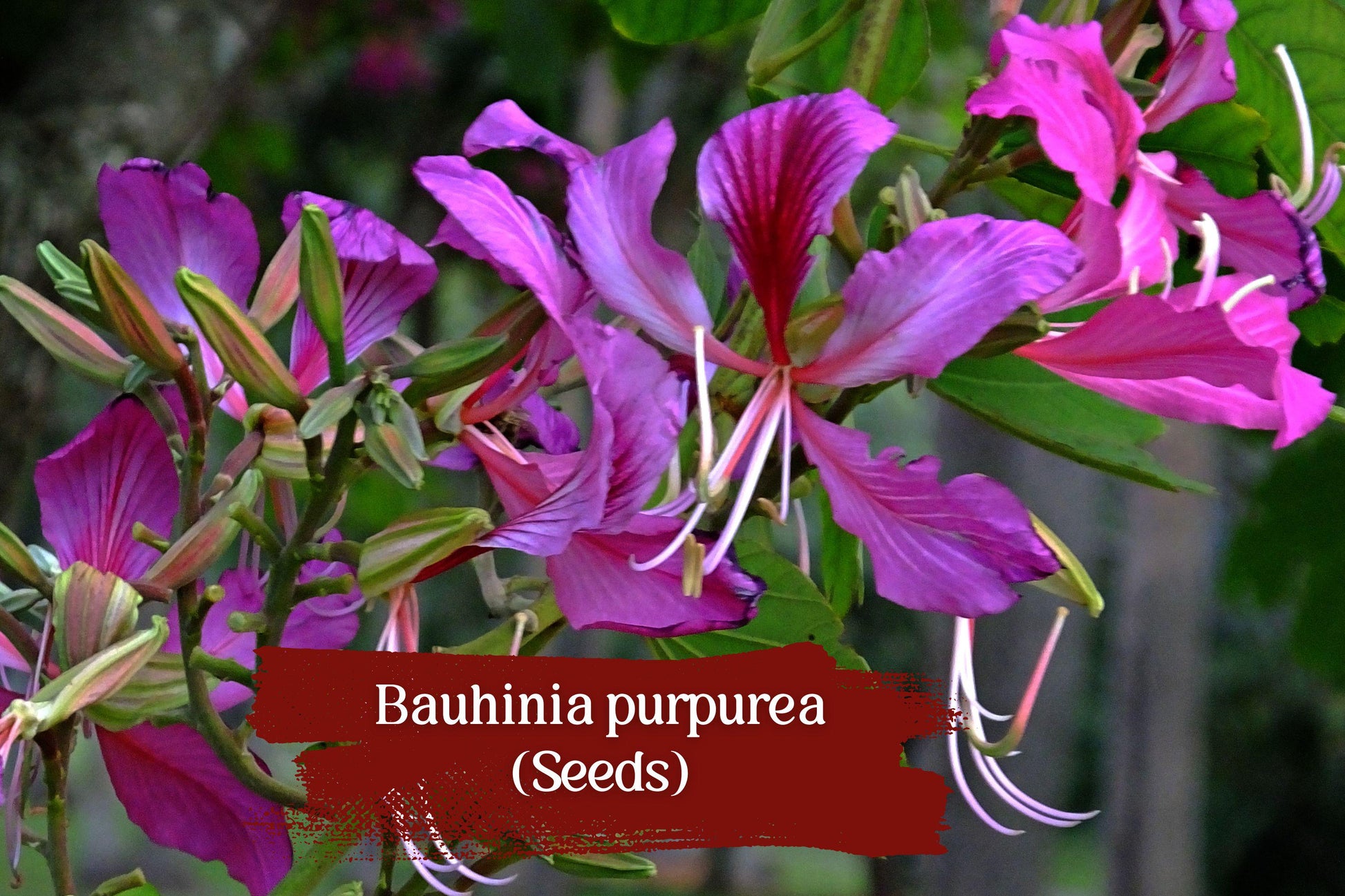 10 Seeds Bauhinia purpurea Butterfly Tree Purple Orchid Tree Fast-Growing Flowering Shade Planting Seeds for Tropical Gardens