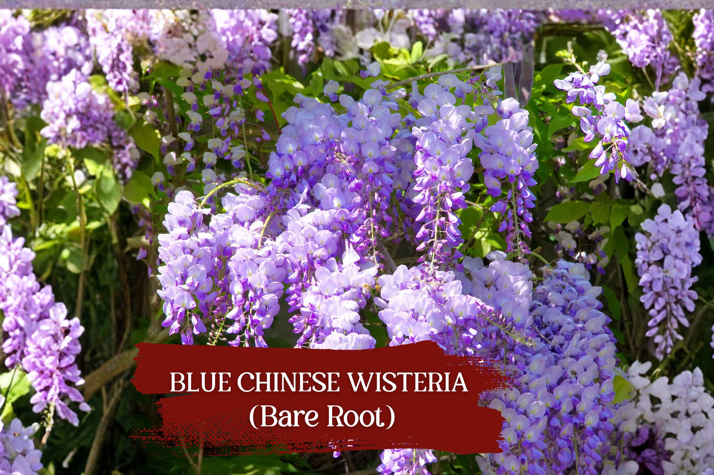 Blue Chinese Wisteria Vine – Bare Root Heirloom Purple Flowering Climber (Wisteria sinensis) for Trellises and Gardens