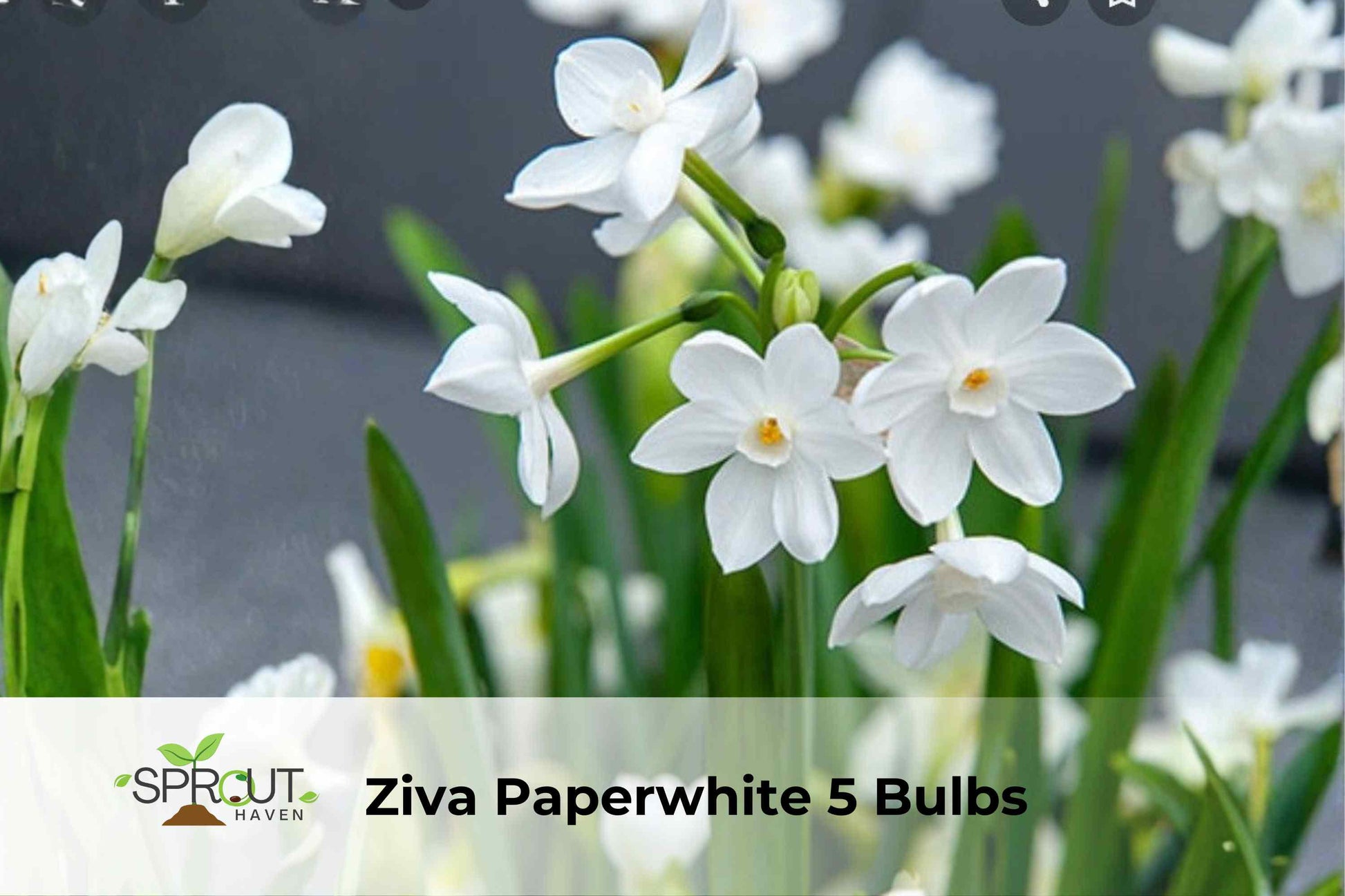 Ziva Paperwhite Bulbs - 5 Fragrant White Narcissus Bulbs (Narcissus papyraceus ‘Ziva’) for Indoor/Outdoor Planting
