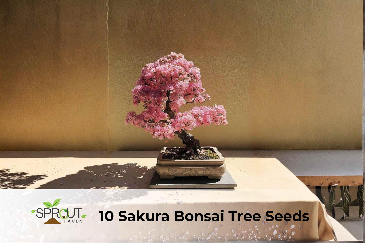 Sakura Bonsai Tree Seeds - 10 Pack, Japanese Cherry Blossom, Prunus serrulata, Ornamental Flowering Plants for Bonsai