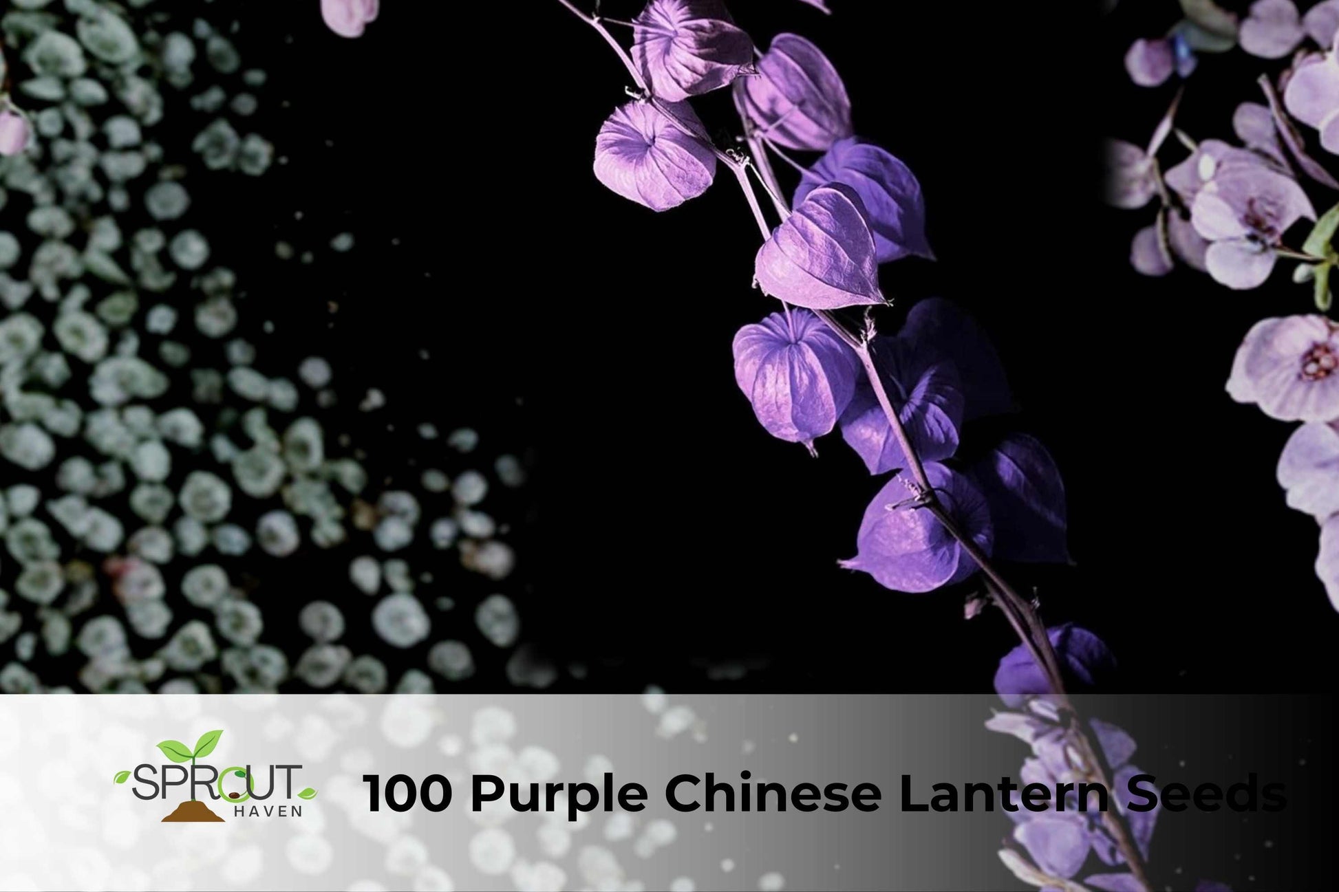 100 Purple Chinese Lantern Seeds | Abutilon × hybridum | Ornamental Shrub with Lantern-Like Blooms | Attracts Hummingbirds