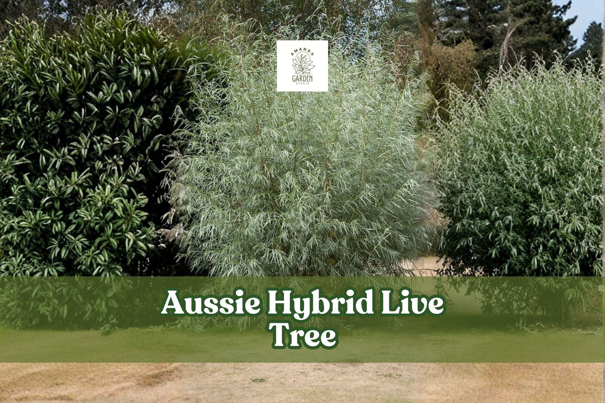 Aussie Hybrid Fast-Growing Tree - 1 Live Plant for Outdoor Landscaping - Vigorous Growth, Full Sun, Well-Draining Soil