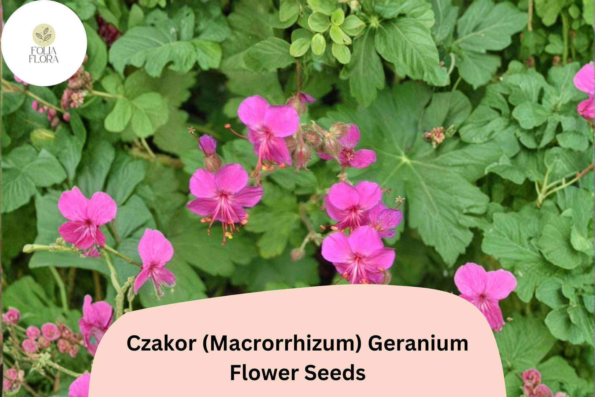 25+ Czakor Geranium Seeds | Pink Hardy Perennial Ground Cover | Geranium macrorrhizum | Fragrant, Deer-Resistant, Low Care