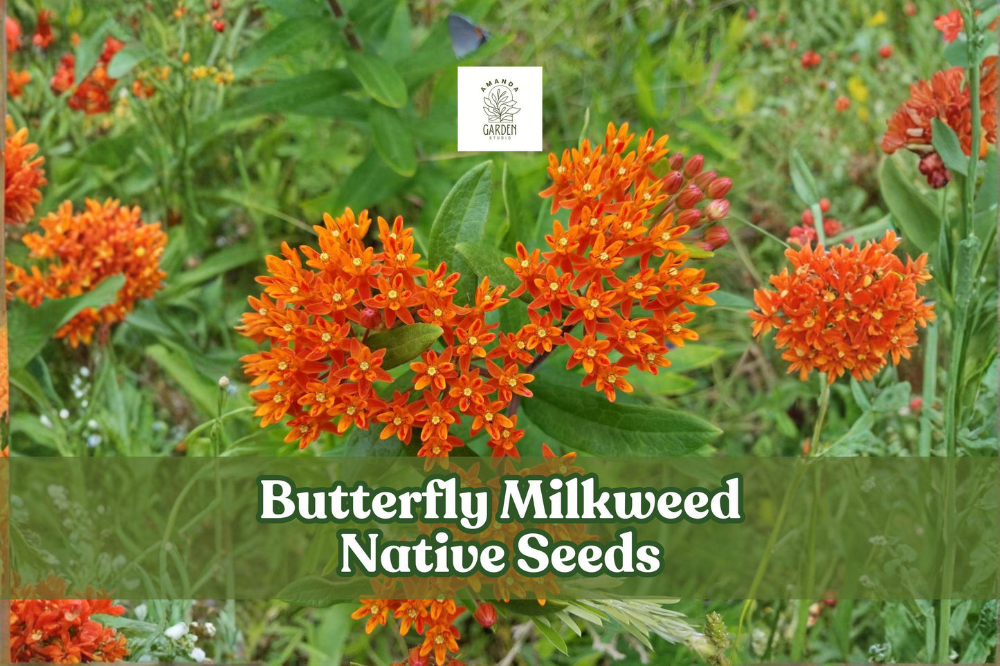 Butterfly Milkweed Seeds - 100 Non-GMO Orange Wildflower Seeds - Asclepias tuberosa - Monarch Butterfly Attractant