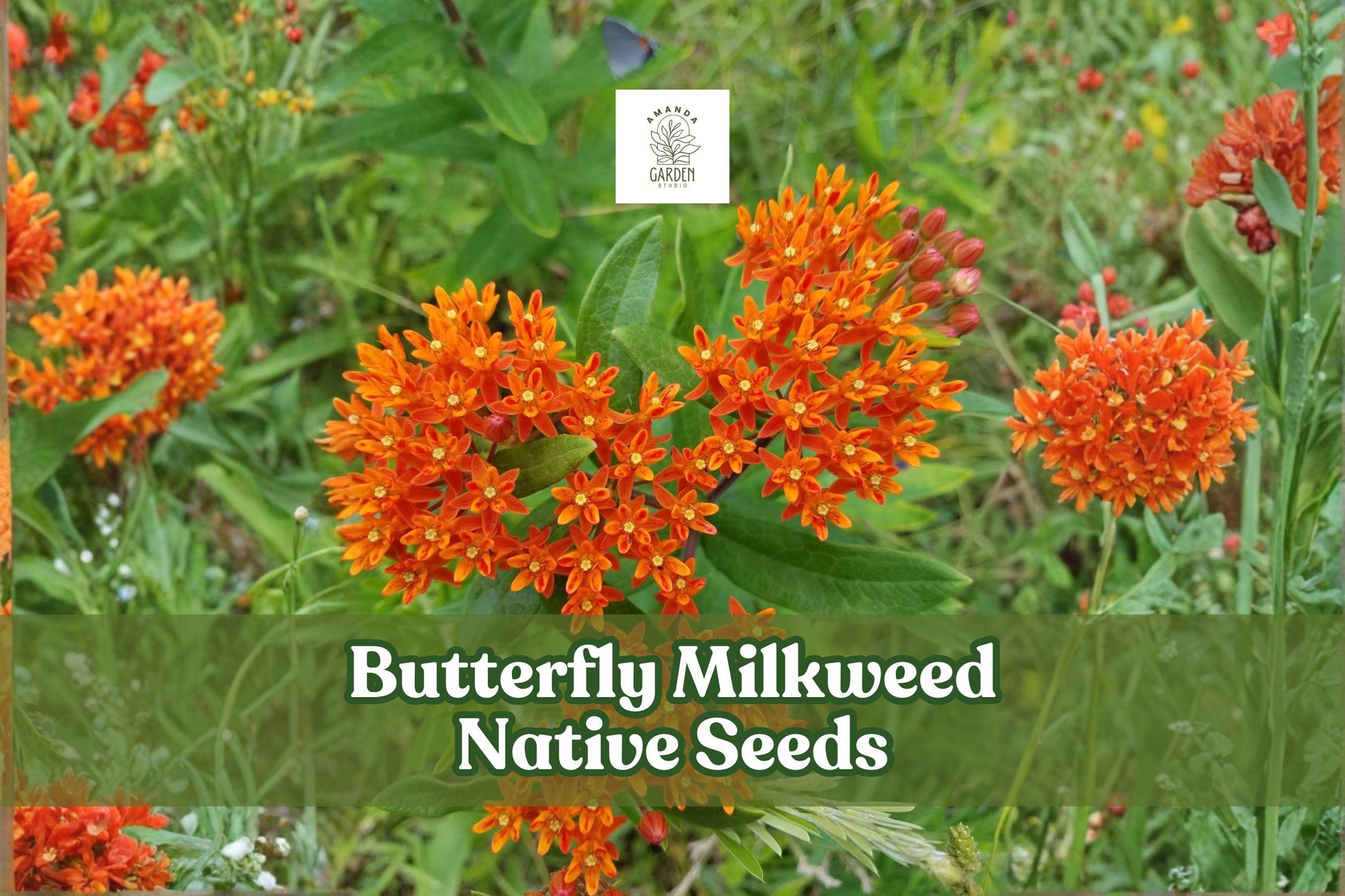 Butterfly Milkweed Seeds - 100 Non-GMO Orange Wildflower Seeds - Asclepias tuberosa - Monarch Butterfly Attractant
