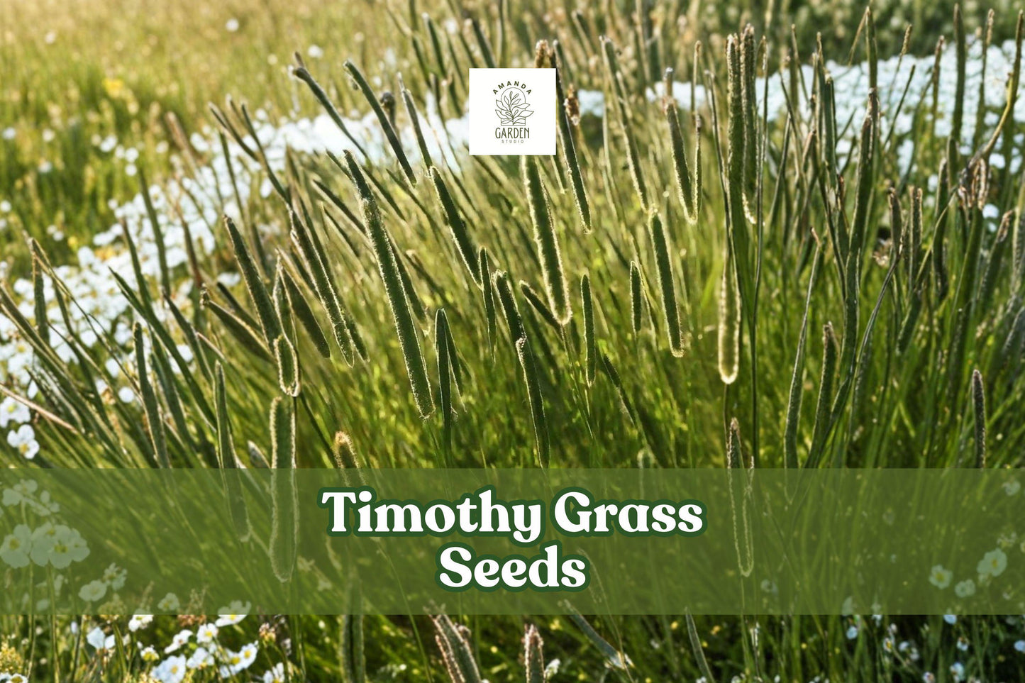 2,000 Timothy Grass Seeds | Climax Variety | Phleum pratense | Non-GMO Forage & Cover Crop for Pasture & Wildlife