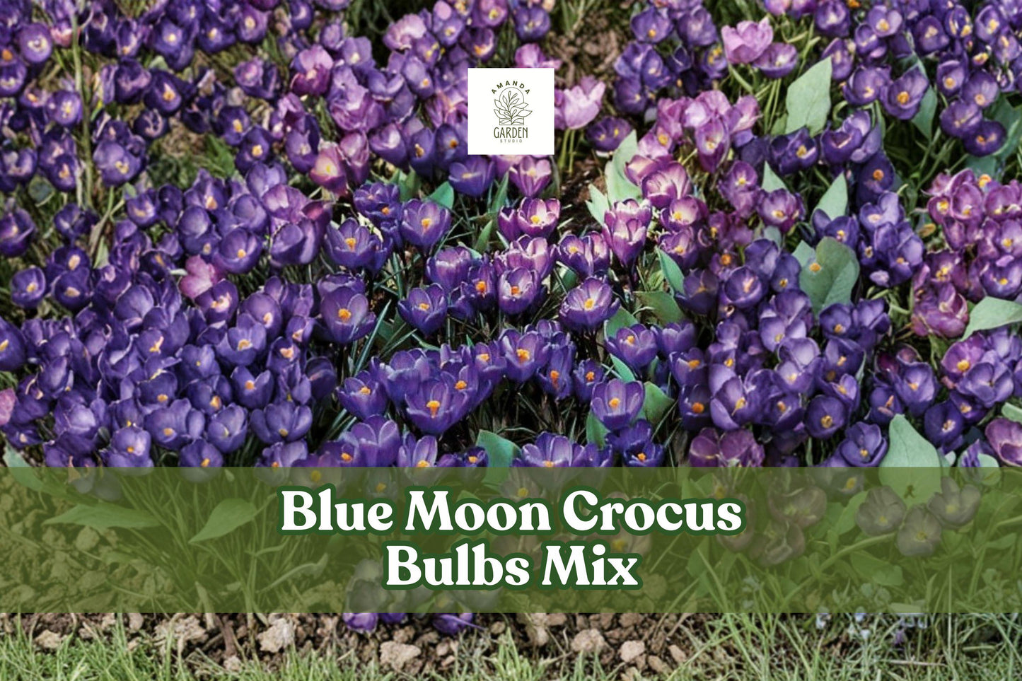 40 Blue Moon Crocus Bulbs Mix | Vibrant Purple & Blue Flowers | Crocus spp. | Early Spring Perennial for Pollinator Gardens