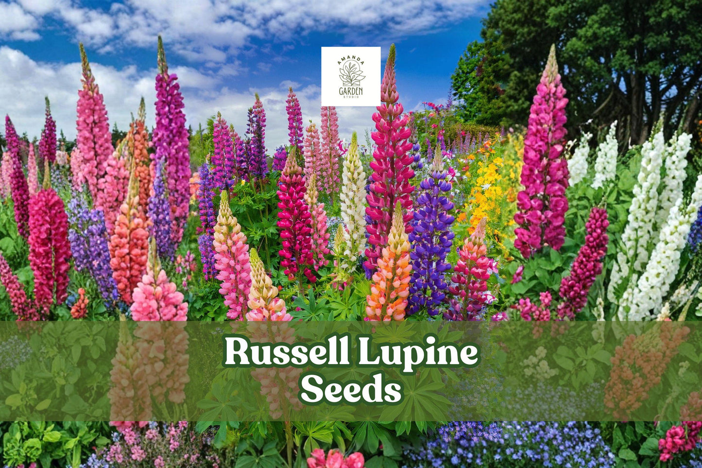 200+ Russell Lupine Seeds | Mixed Colors | Lupinus polyphyllus | Easy-to-Grow Perennial Wildflower | Non-GMO