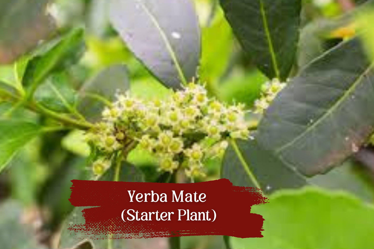 Yerba Mate Live Plant - 5 Inch Organically Grown Ilex paraguariensis - Tropical Evergreen with Glossy Green Leaves