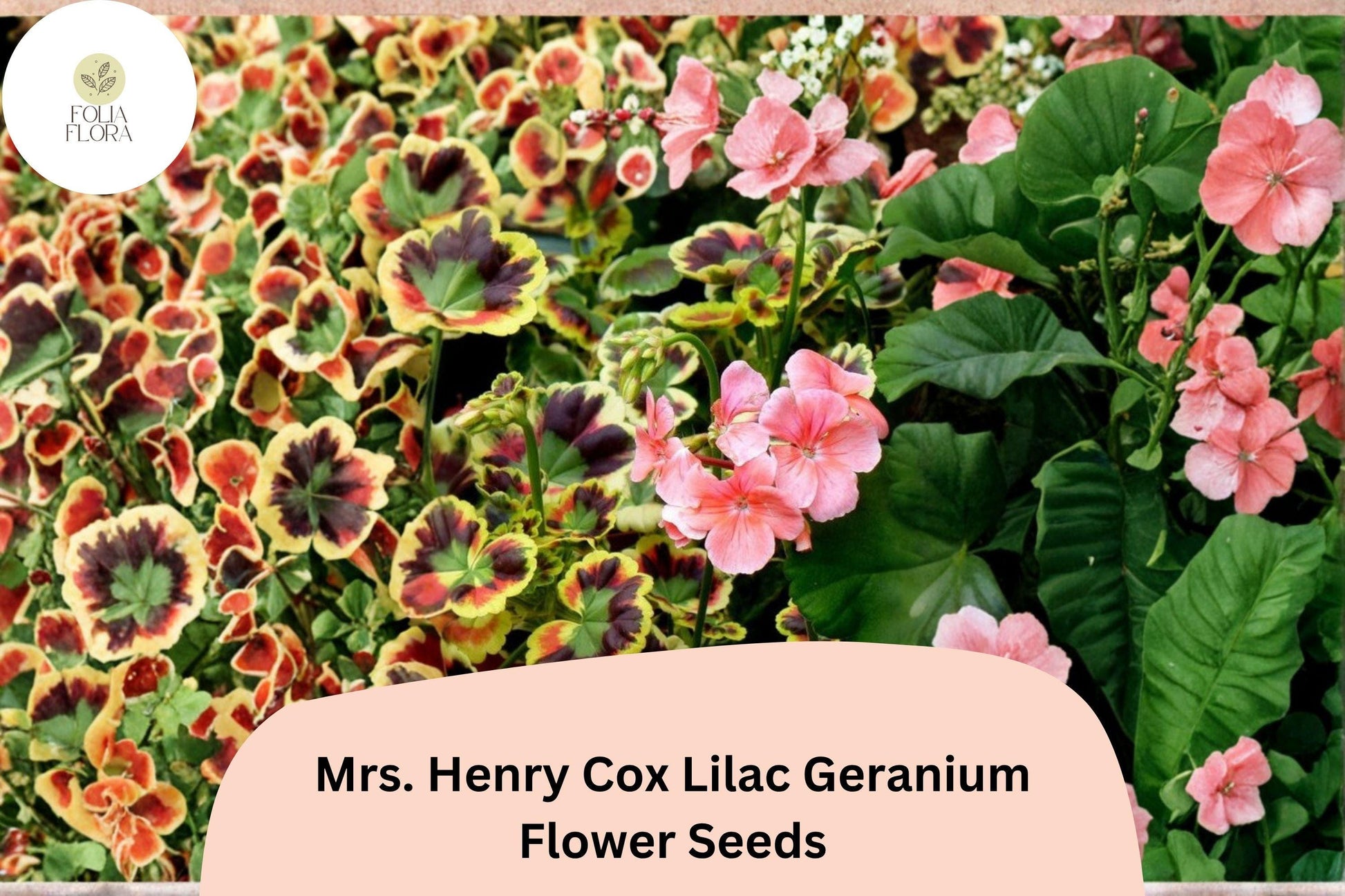 Mrs. Henry Cox Geranium Seeds | 25+ Variegated Foliage, Pink Blooms | Pelargonium 'Mrs. Henry Cox'