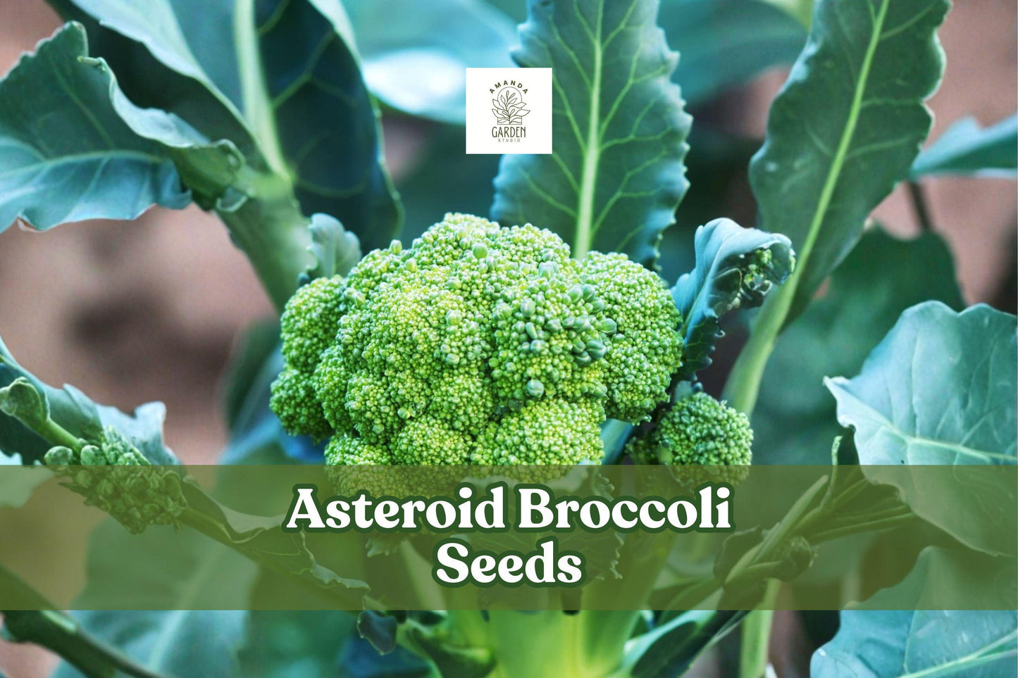 Asteroid Broccoli Seeds - 50 Heirloom Non-GMO Seeds (Brassica oleracea) for Home Gardens, Compact Green Heads, Cool-Season Crop