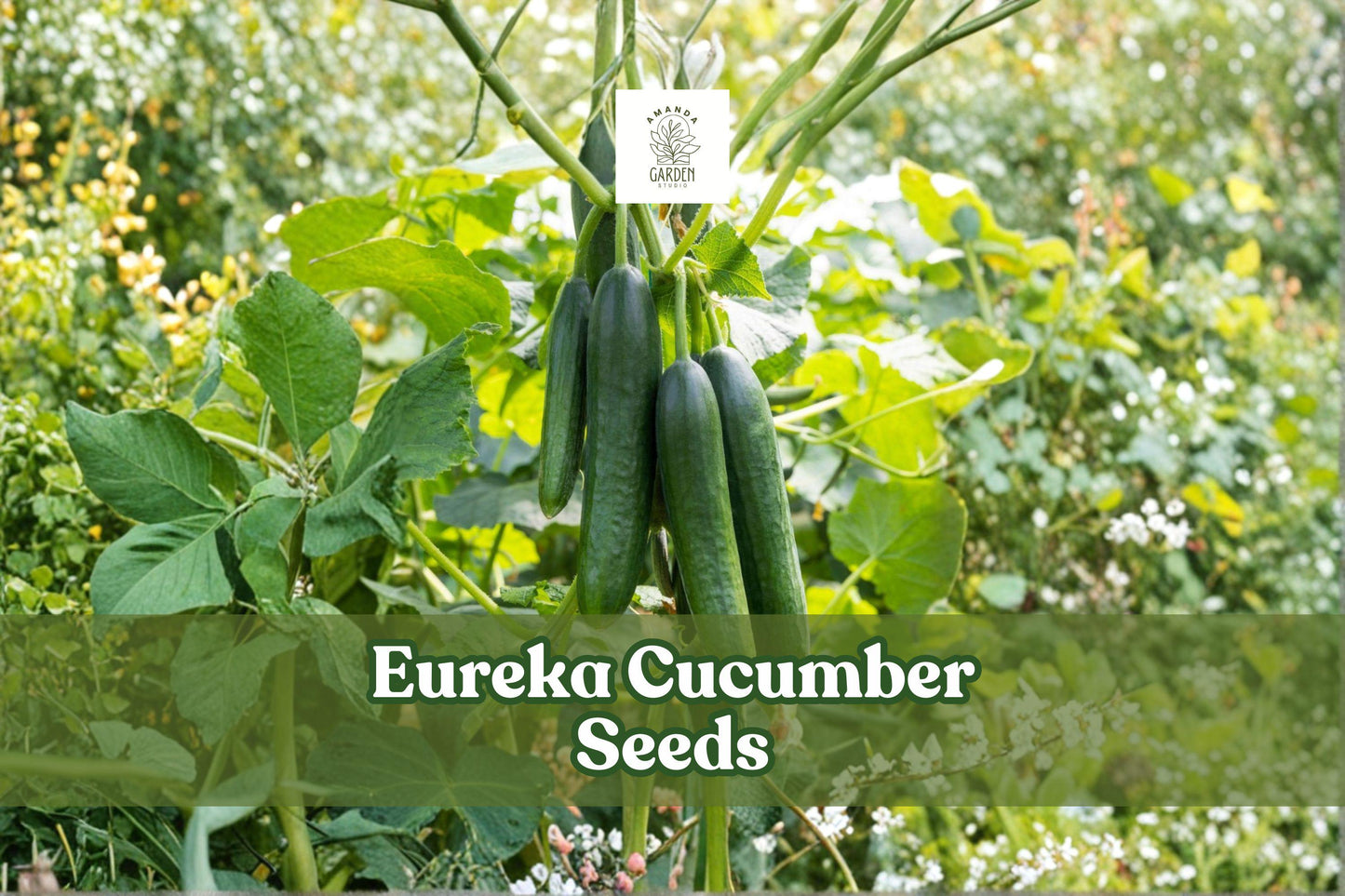Eureka Cucumber Seeds - 50 Heirloom Non-GMO Crisp Pickling Seeds (Cucumis sativus) - Perfect for Home Gardens & Containers