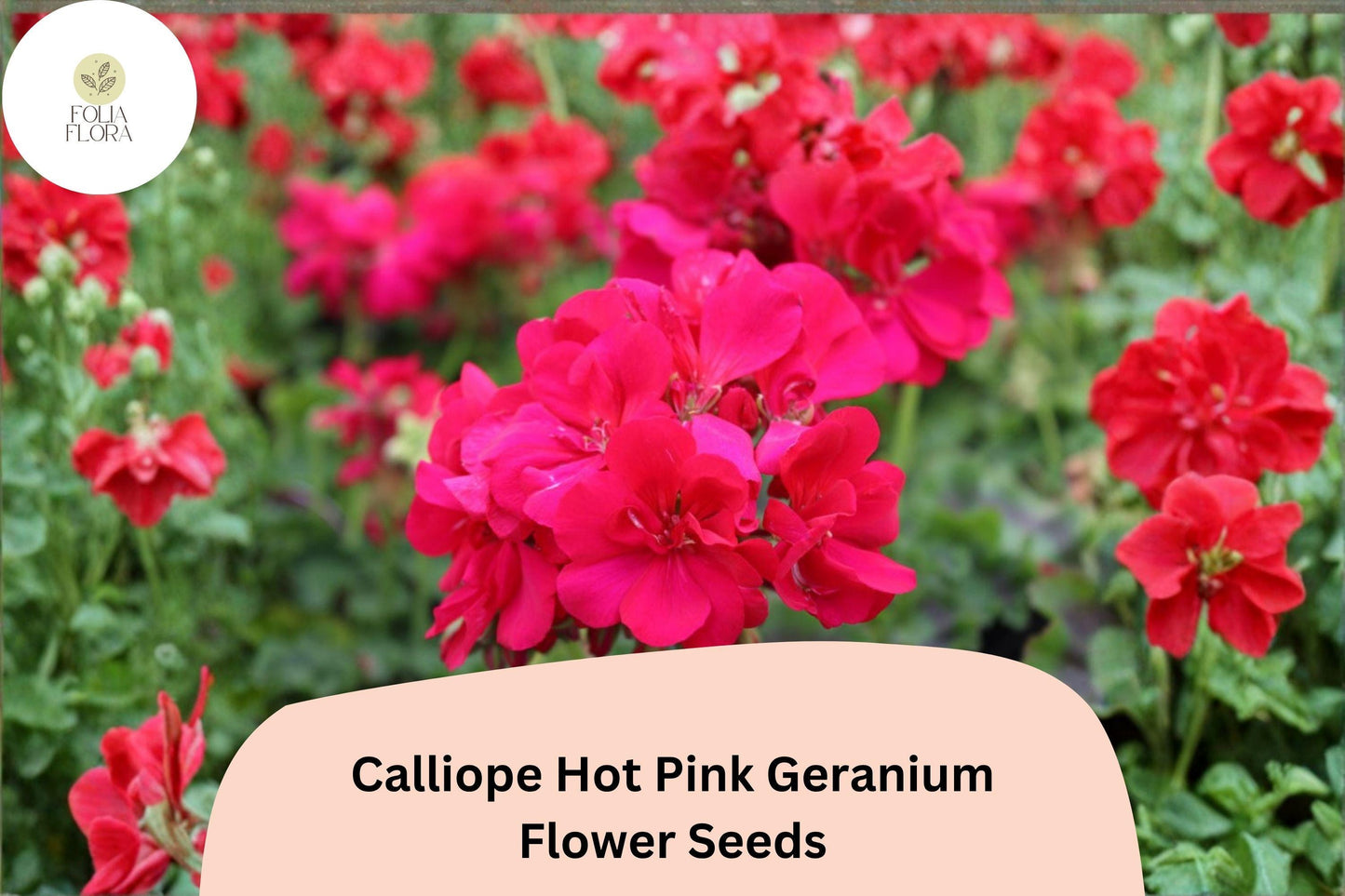 25+ Calliope Hot Pink Geranium Seeds | Pelargonium × hortorum | Hybrid Zonal Ivy Flower for Pots & Baskets