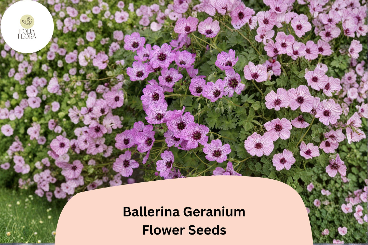 25+ Ballerina Geranium Seeds | Purple Hardy Cranesbill | Geranium sanguineum ‘Ballerina’ | Perennial Ground Cover for Gardens