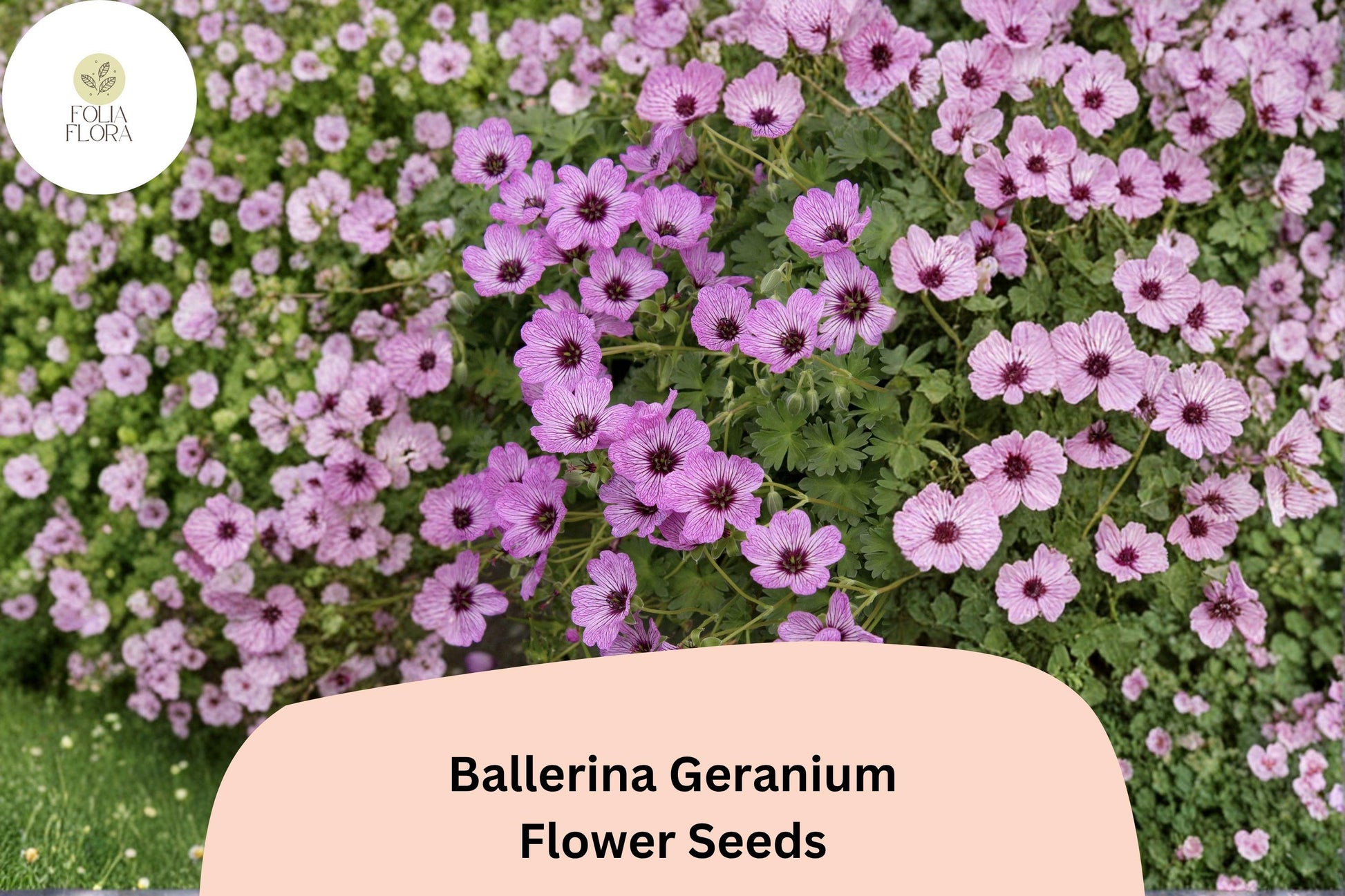25+ Ballerina Geranium Seeds | Purple Hardy Cranesbill | Geranium sanguineum ‘Ballerina’ | Perennial Ground Cover for Gardens