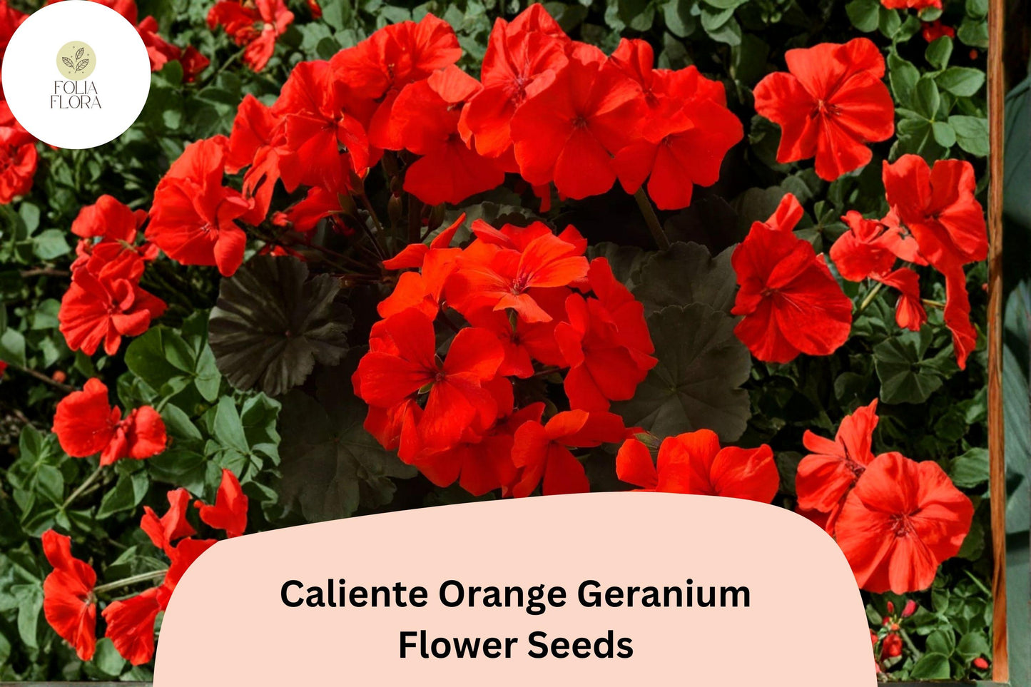 Caliente Orange Geranium Seeds - 25+ Bright Orange Zonal Ivy Hybrid - Pelargonium × hortorum - Perfect for Baskets & Pots