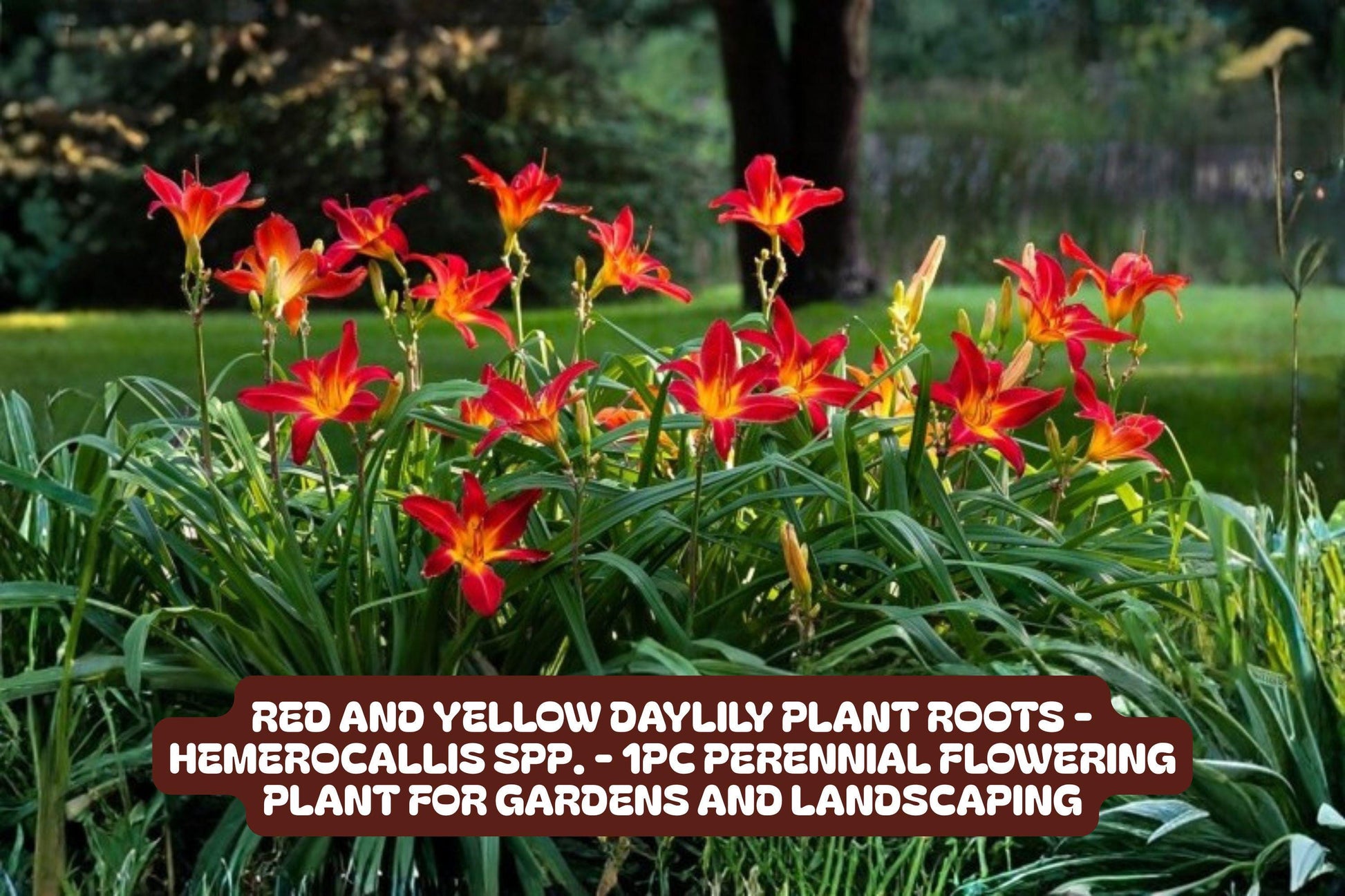 Red and Yellow Daylily Roots – Hemerocallis Perennial Flower for Garden Planting, Drought-Tolerant and Pollinator-Friendly