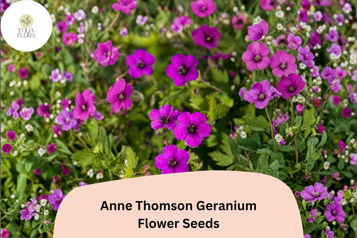 25+ Anne Thomson Geranium Seeds | Hardy Perennial Magenta Cranesbill | Geranium ‘Anne Thomson’ | Long-Blooming Garden Flower