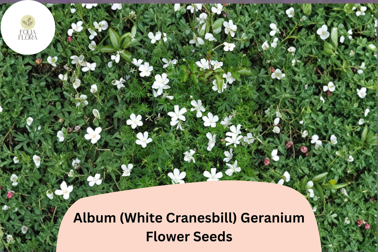 White Cranesbill Geranium Seeds - 25+ Hardy Perennial, White Flowers, Geranium sanguineum 'Album' - Ideal for Garden Borders