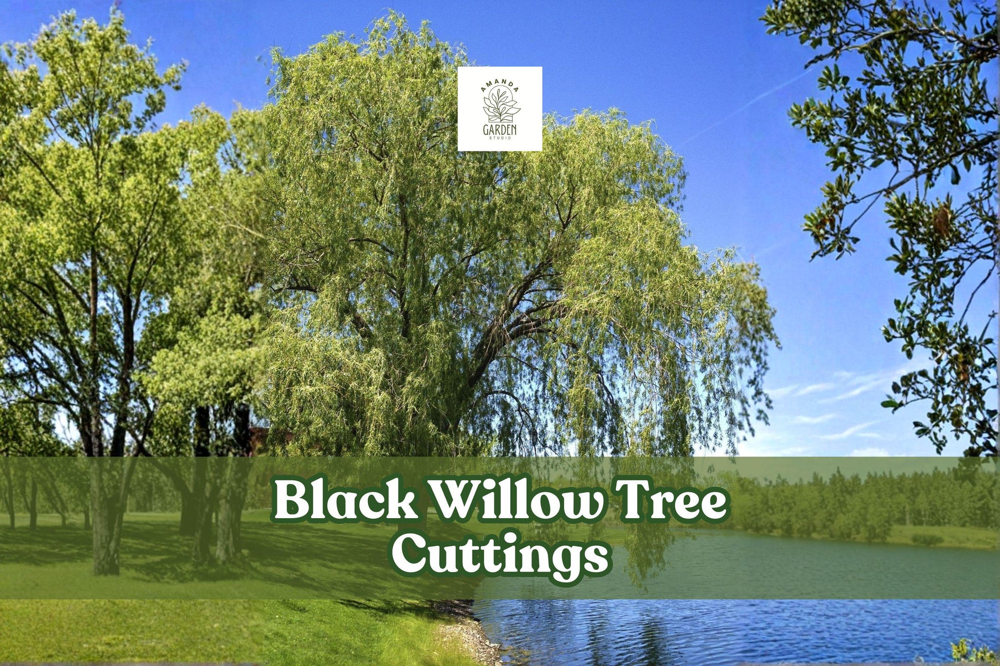 6 Live Black Willow Tree Cuttings | Fast Growing Shade Tree | Salix nigra | Easy to Root for Landscaping & Ponds