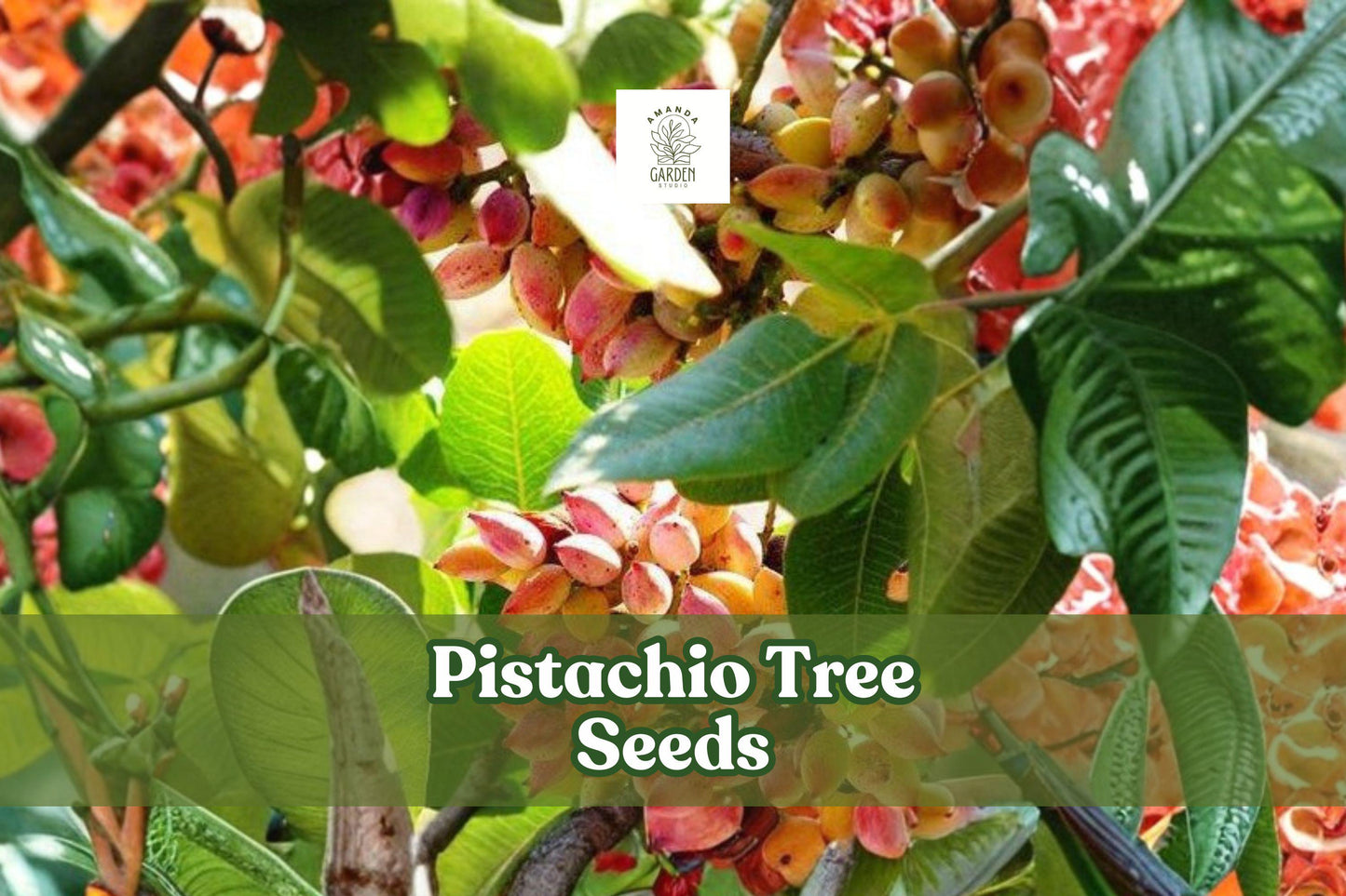 Pistachio Tree Seeds (6 Pack) - Drought Tolerant, Edible Nut Tree, Pistacia vera, Ideal for Warm Climates