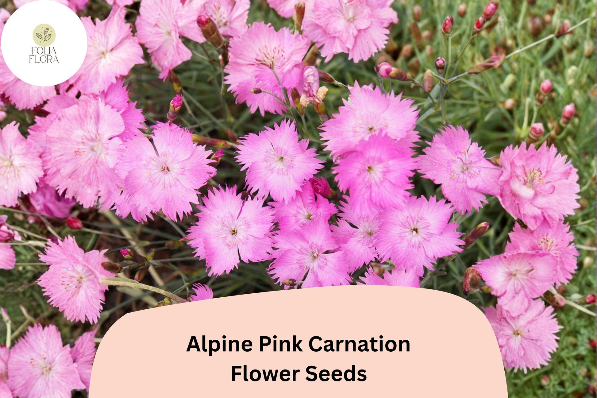 Alpine Pink Carnation Seeds - 200+ Fragrant Dianthus Alpinus for Rock Gardens, Borders, and Containers
