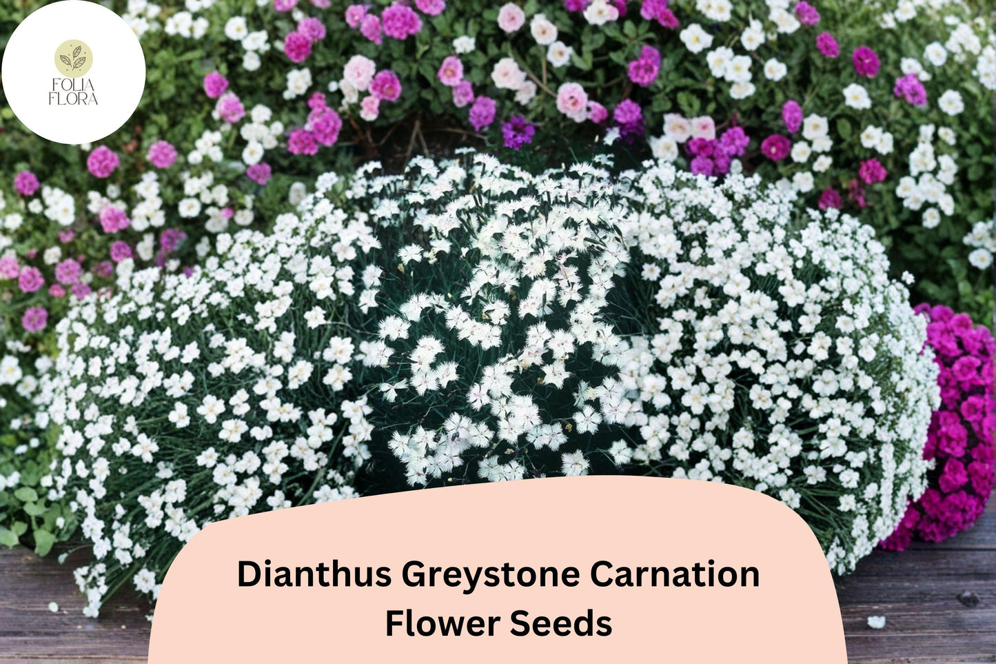 Dianthus Greystone Carnation Seeds - 200+ Hardy White Perennial Flower Seeds (Dianthus greystone) for Garden Borders and Beds