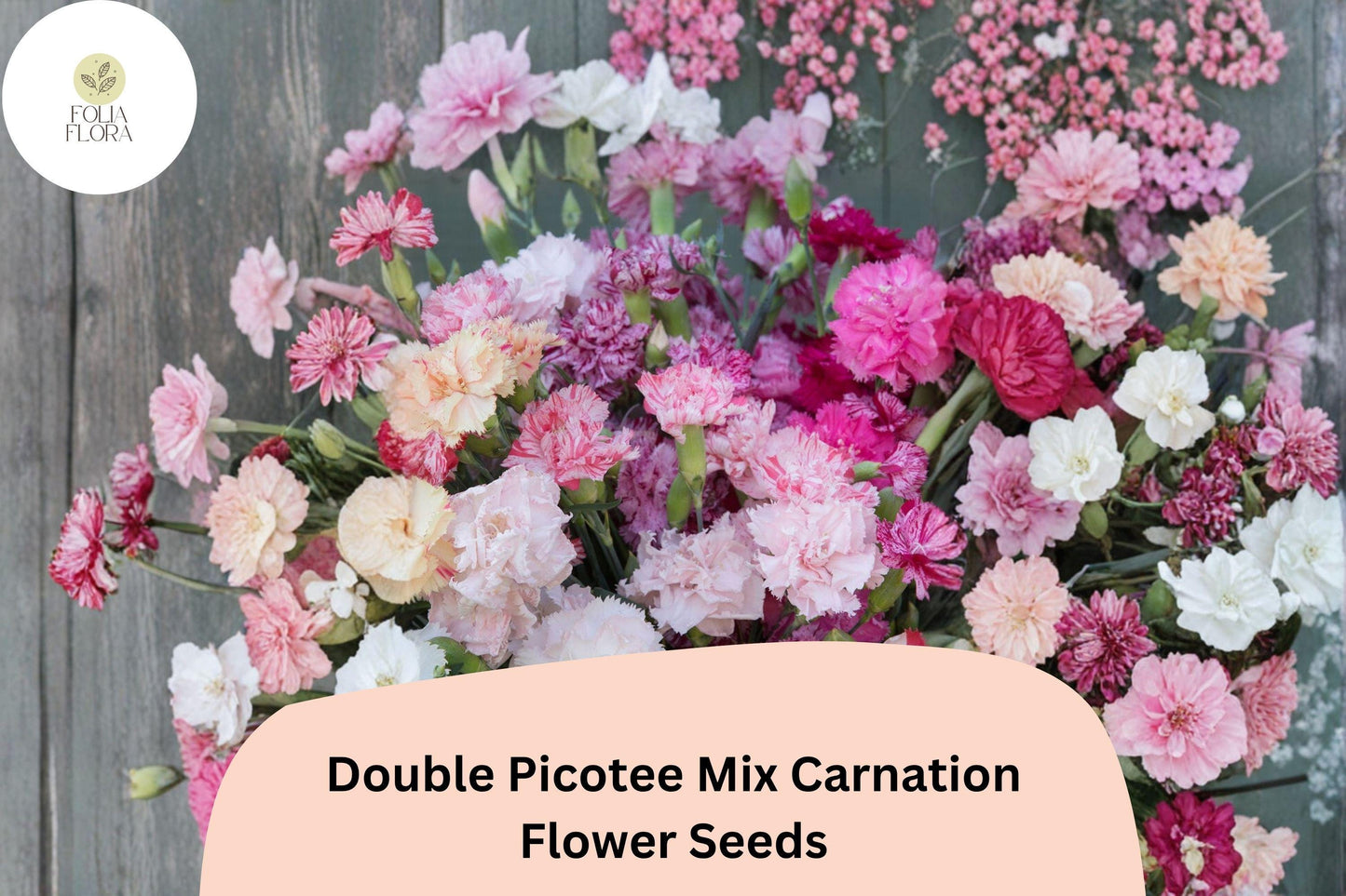 200+ Double Picotee Carnation Seeds | Frilled Two-Tone Blooms | Dianthus caryophyllus | Hardy Perennial/Annual Mix