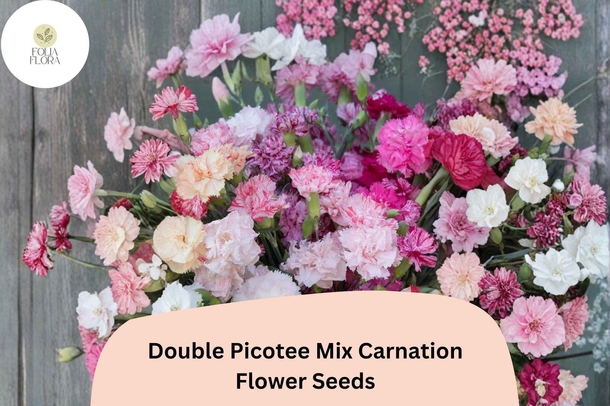 200+ Double Picotee Carnation Seeds | Frilled Two-Tone Blooms | Dianthus caryophyllus | Hardy Perennial/Annual Mix