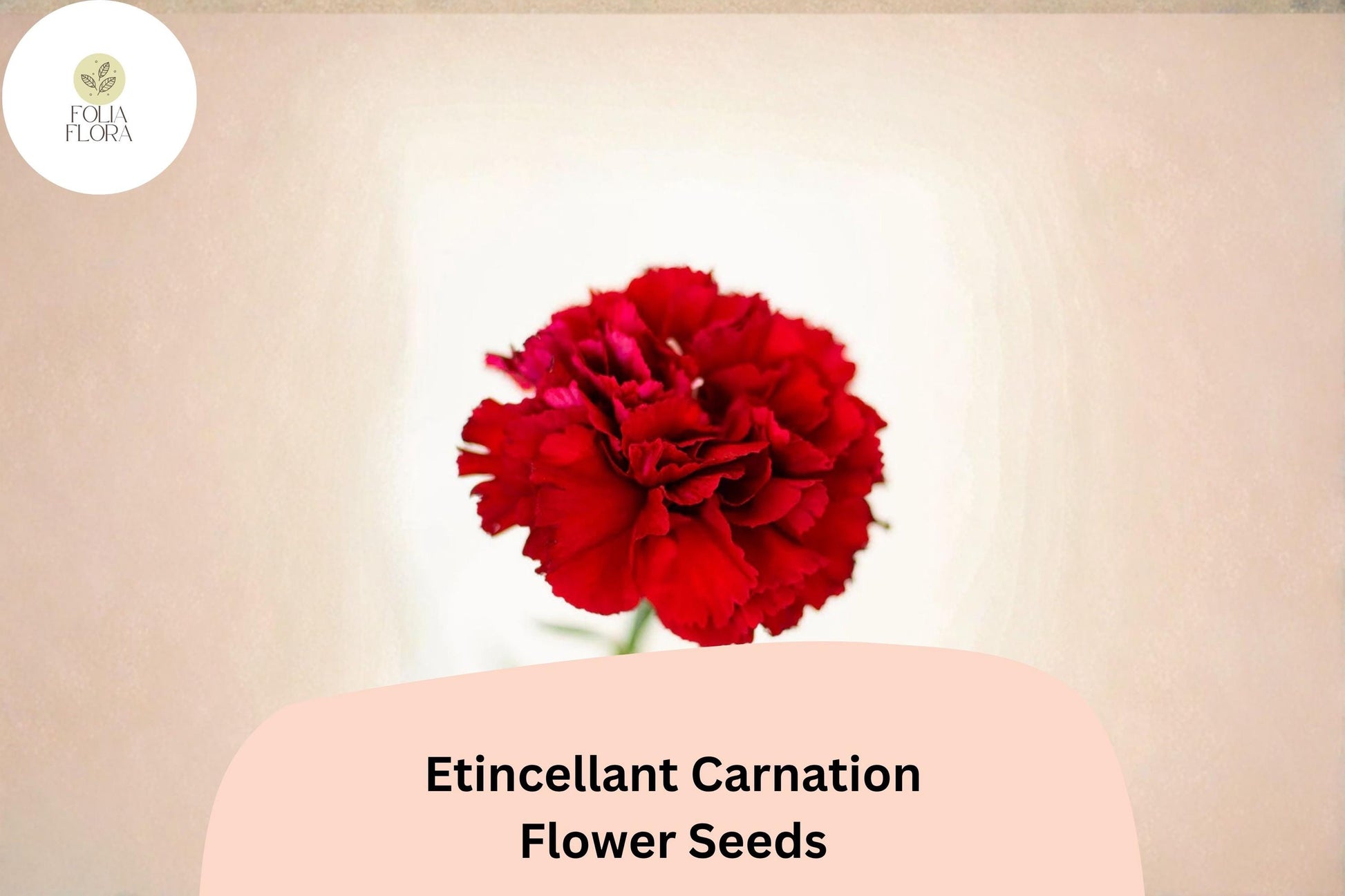 Carnation Seeds 200+ Red Etincellant Flowers Dianthus caryophyllus Perennial Sweet Scented Easy Grow Blooming Garden