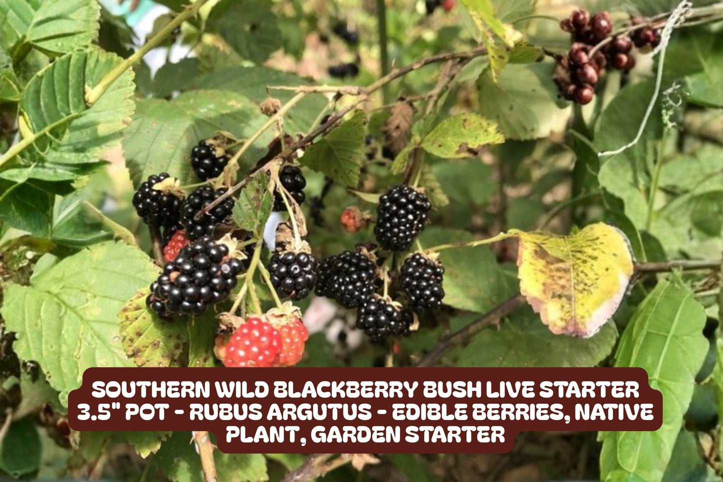 Southern Wild Blackberry Bush Live Starter Plant 3.5" Pot Rubus fruticosus Easy to Grow Drought-Tolerant Fruit Plant