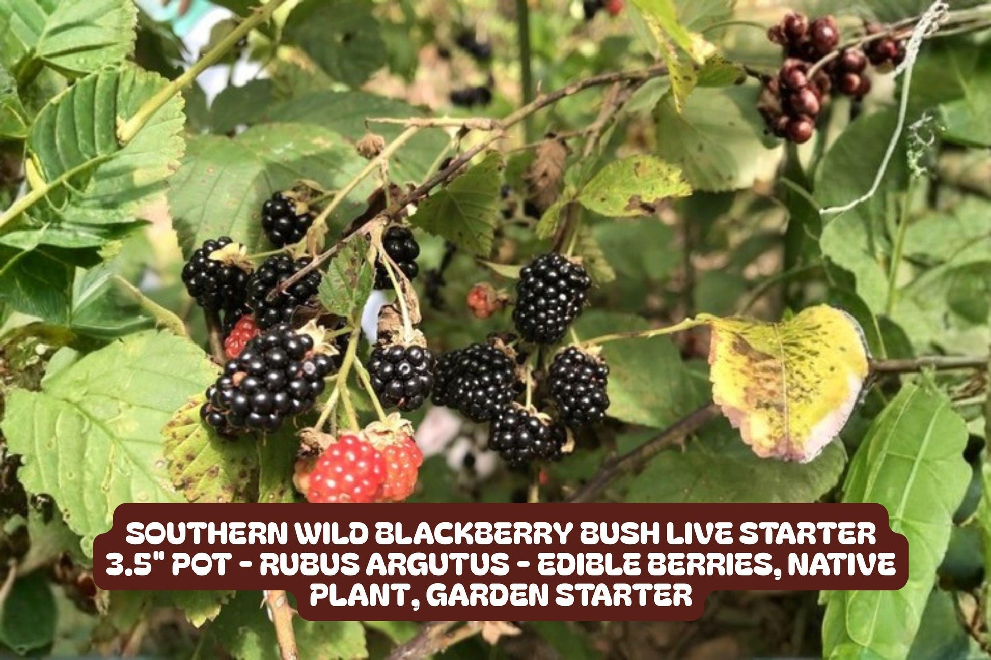 Southern Wild Blackberry Bush Live Starter Plant 3.5" Pot Rubus fruticosus Easy to Grow Drought-Tolerant Fruit Plant