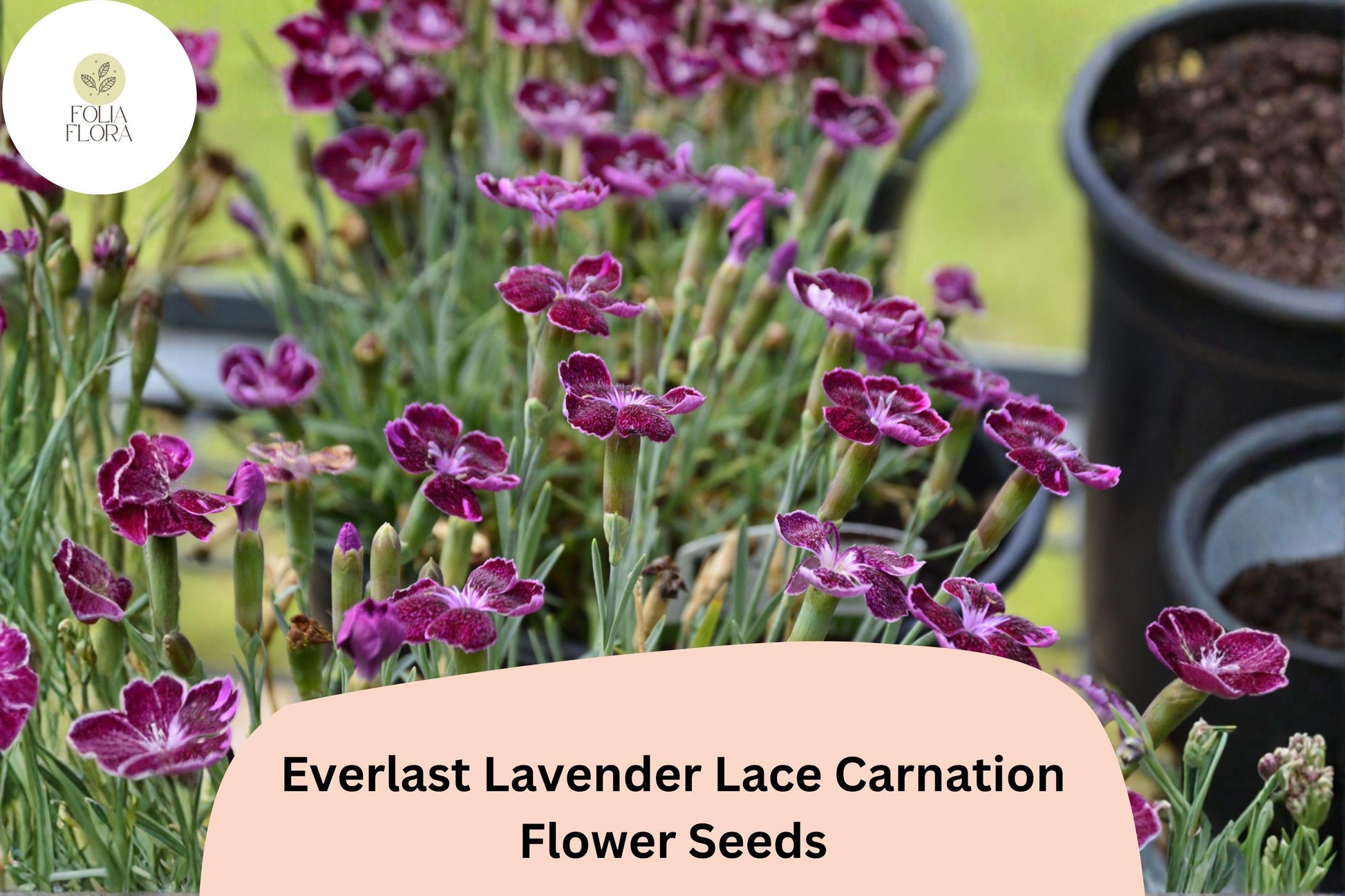 200+ Lavender Lace Carnation Seeds | Dianthus caryophyllus | Fragrant Purple Ruffled Blooms for Garden or Floral Arrangements