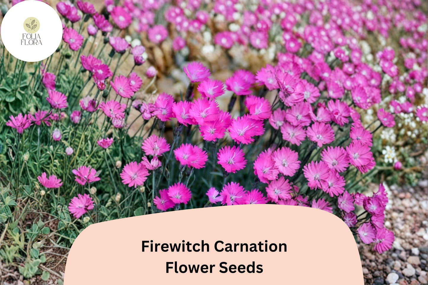 Firewitch Carnation Seeds - 200+ Magenta-Pink Perennial Blooms - Dianthus gratianopolitanus - Fragrant Garden Flowers