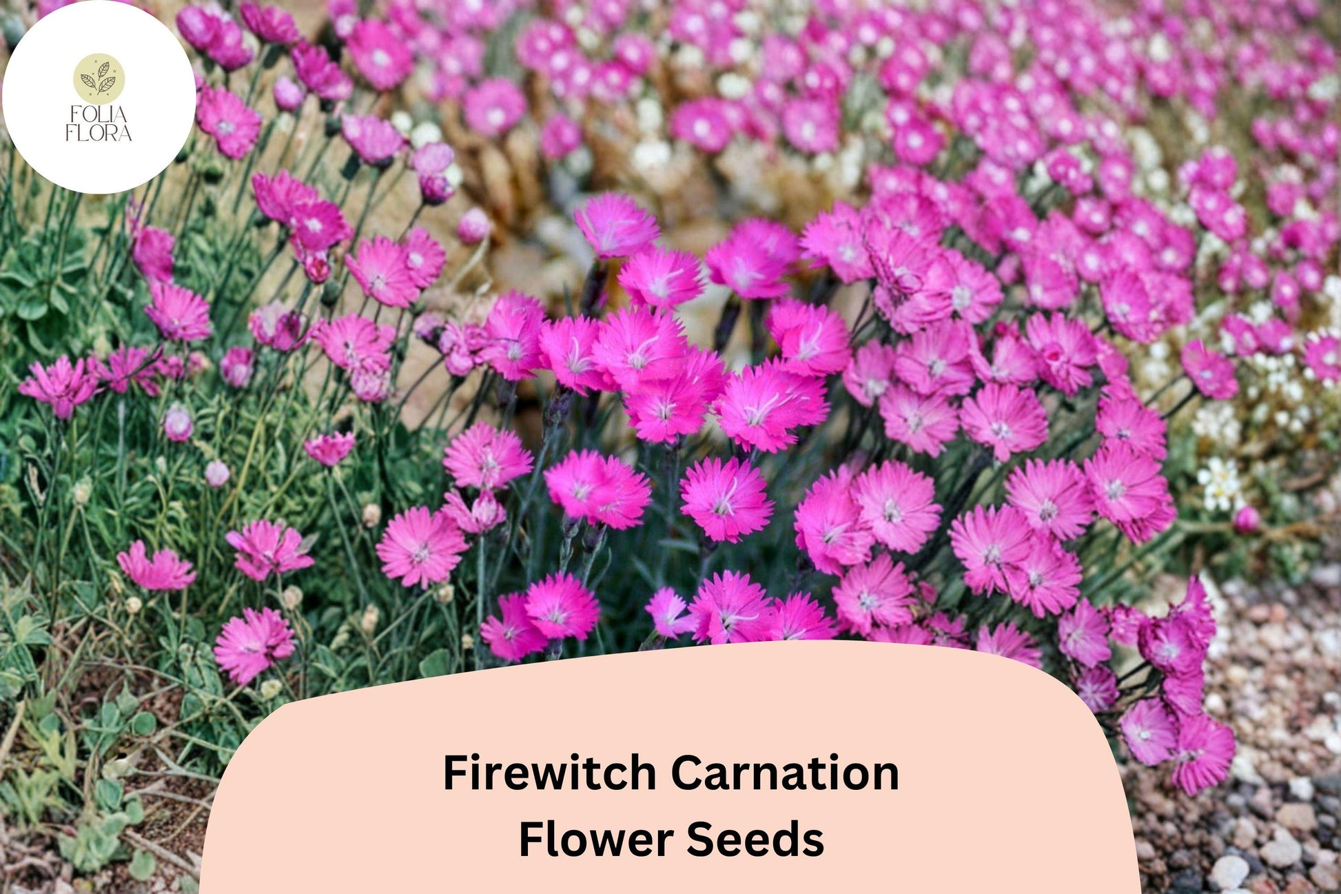 Firewitch Carnation Seeds - 200+ Magenta-Pink Perennial Blooms - Dianthus gratianopolitanus - Fragrant Garden Flowers