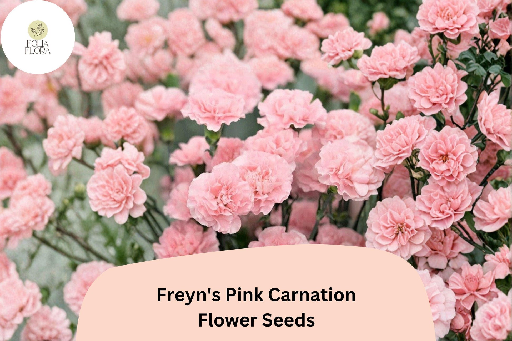Freyn's Pink Carnation Seeds - 200+ Pink Fragrant Blooms, Hardy Perennial Dianthus freynii for Borders and Containers