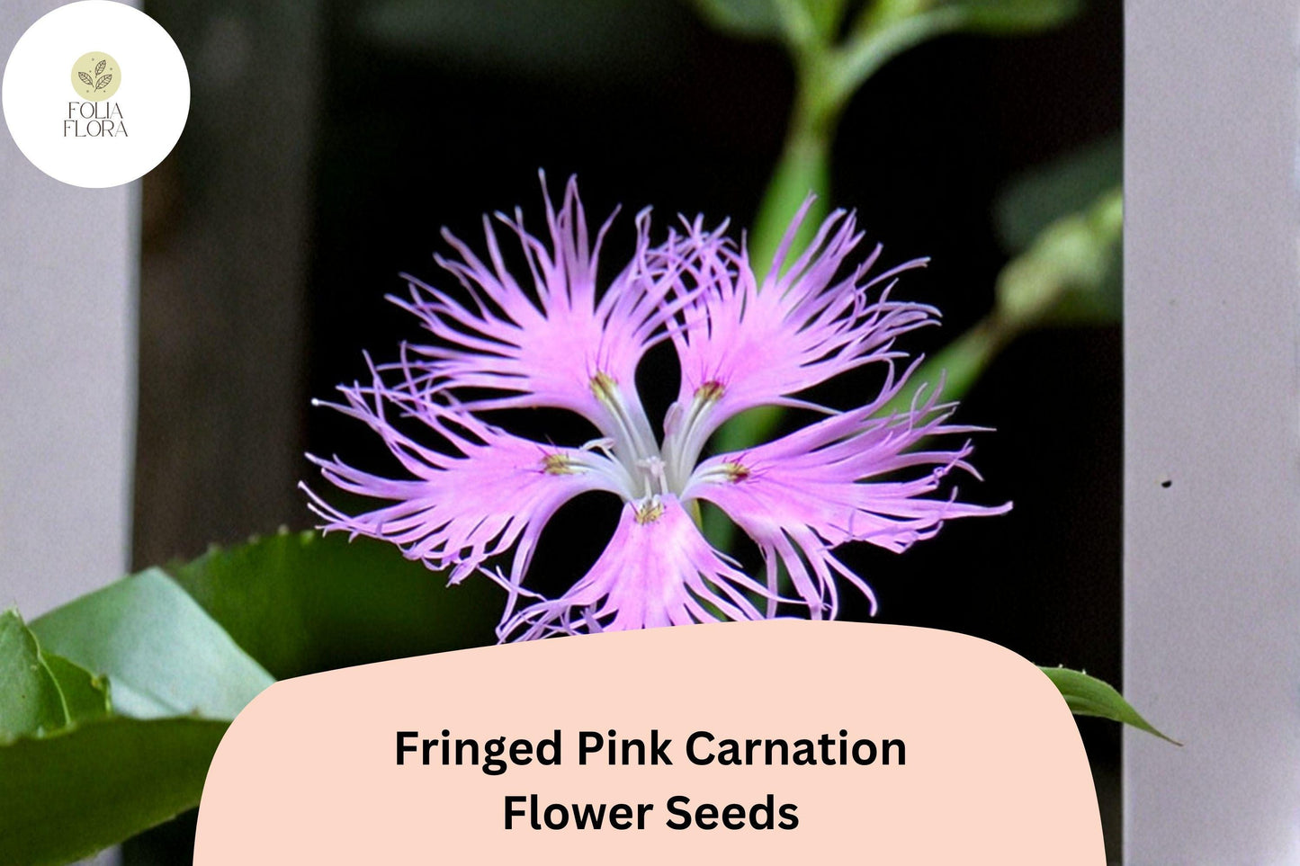 Fringed Pink Carnation Seeds - 200+ Hardy Perennial Seeds for Frilly Pink Blooms (Dianthus superbus)