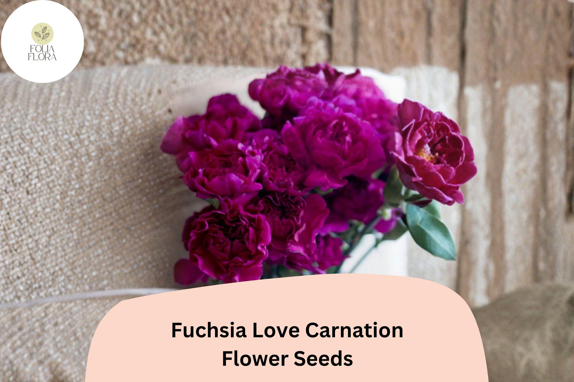 Fuchsia Love Carnation Seeds - 200+ Purple Ruffled Blooms - Dianthus caryophyllus - Hardy Perennial Flower Seeds for Garden