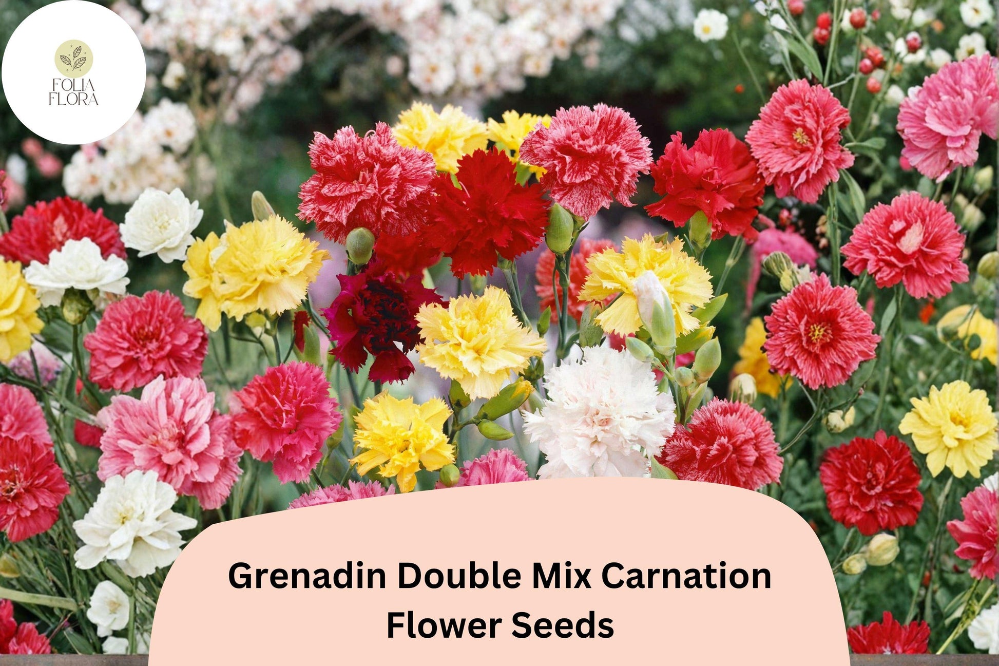 200+ Carnation Seeds - Grenadin Double Mix, Fragrant Dianthus caryophyllus, Colorful Pink Red White Blooms for Garden