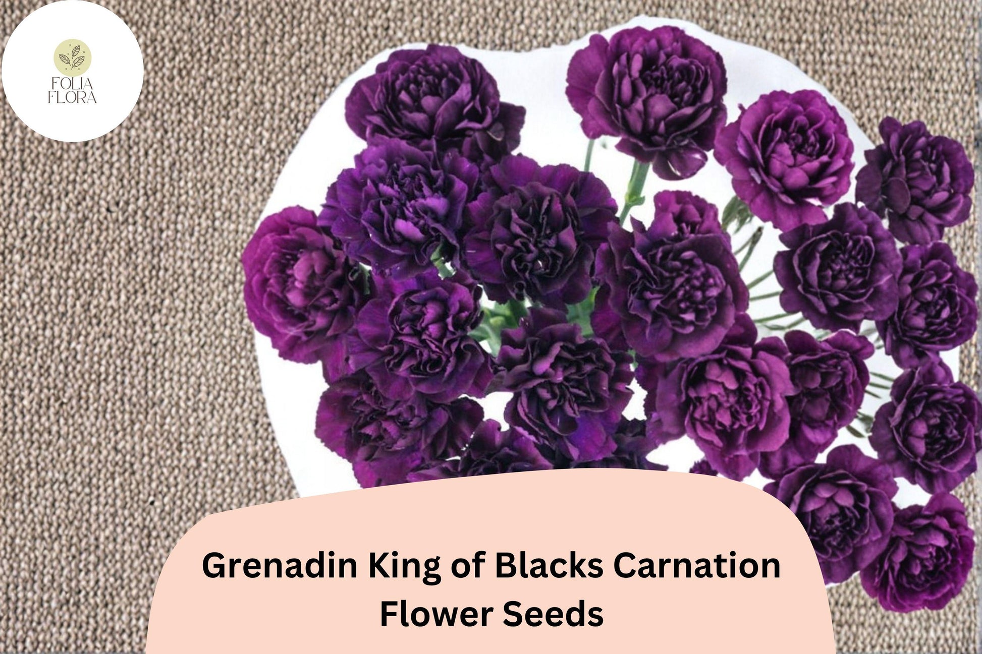 200+ Carnation Seeds - Purple Double Blooms, Grenadin King of Blacks, Dianthus caryophyllus, Fragrant Hardy Perennial