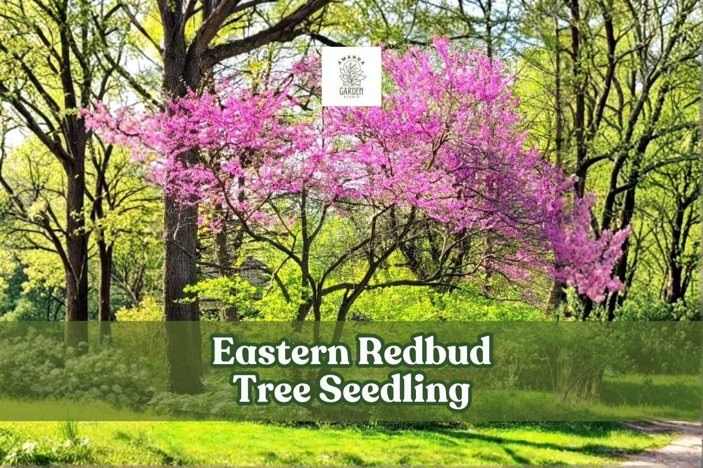 Eastern Redbud Tree Seedling | Pink Flowers | Ornamental Shade Tree | Cercis canadensis | Pesticide-Free | Live Starter Plant