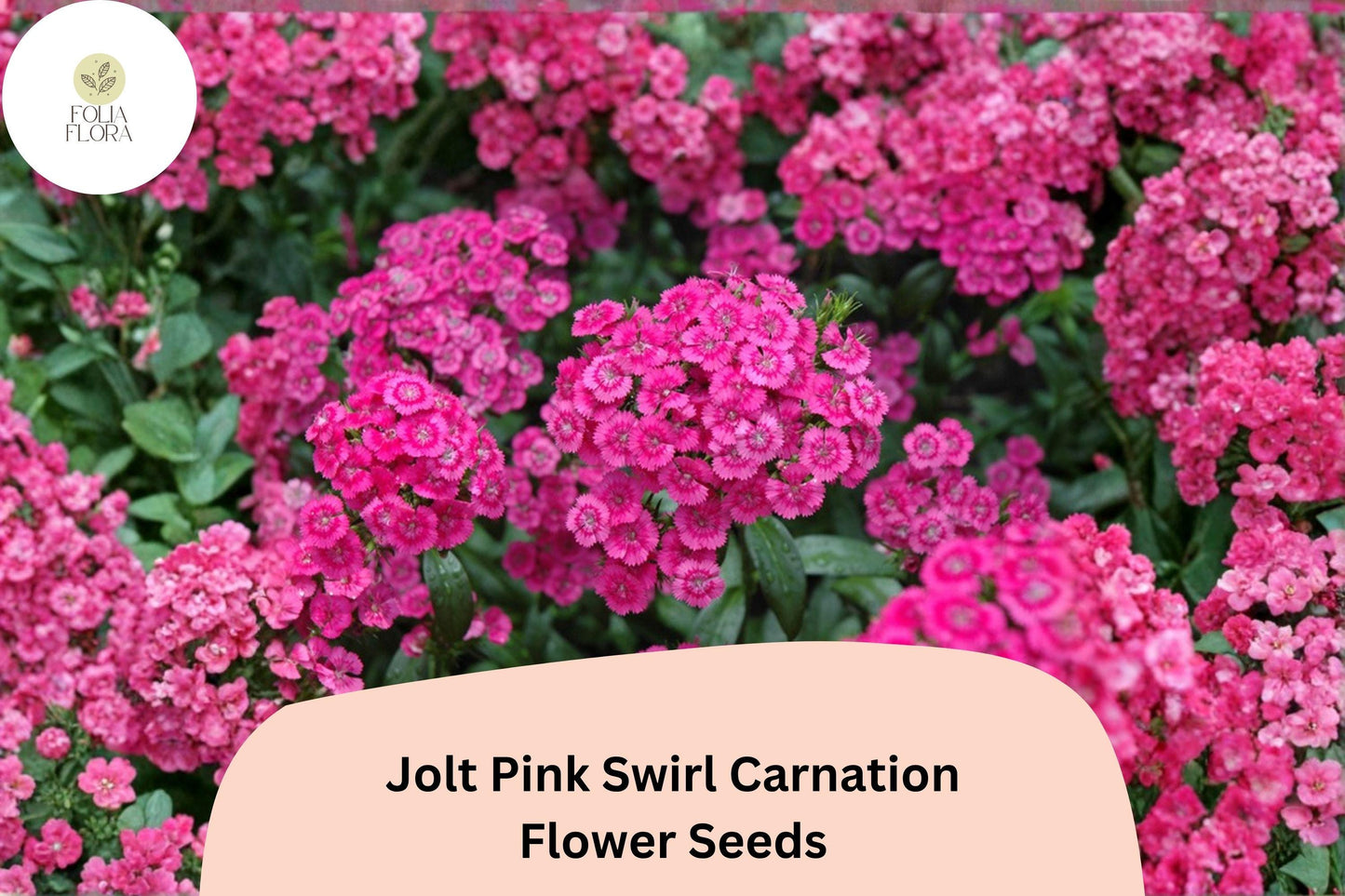 200+ Jolt Pink Swirl Carnation Seeds | Pink Double Blooms, Fragrant Hardy Perennial | Dianthus caryophyllus ‘Jolt Pink Swirl’