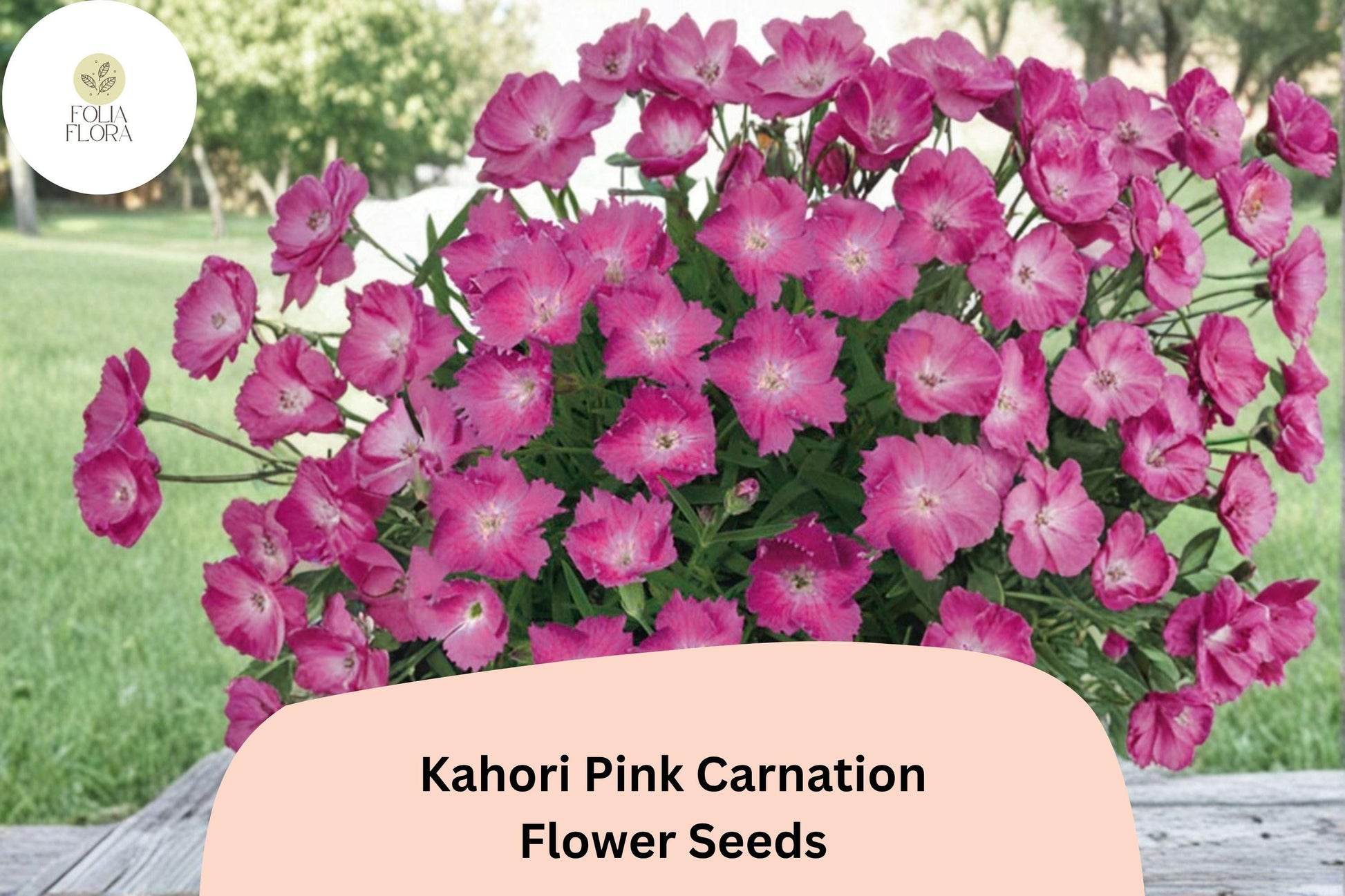 200+ Kahori Pink Carnation Seeds, Soft Pink Fragrant Blooms, Hardy Perennial Dianthus × hybrida
