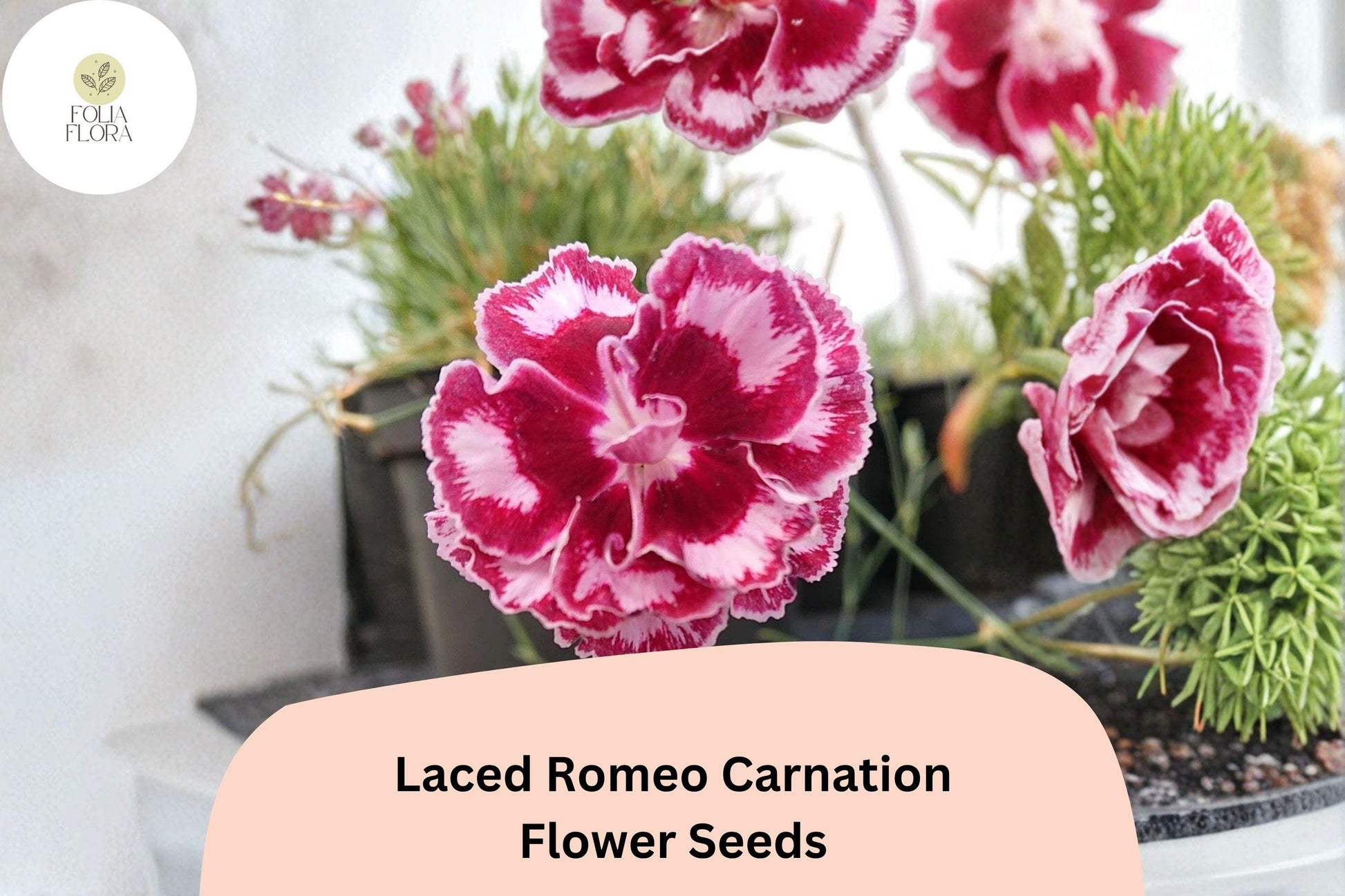 200+ Laced Romeo Carnation Seeds | Frilled Red & White Blooms | Dianthus caryophyllus | Easy to Grow, Fragrant Perennial