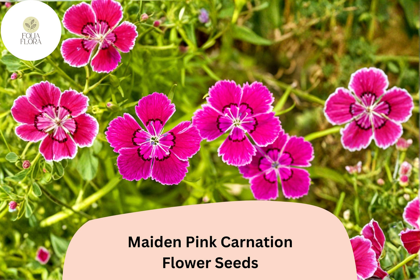 Maiden Pink Carnation Seeds 200+ Pack | Dianthus deltoides | Pink Ground Cover Flowers for Garden Planting