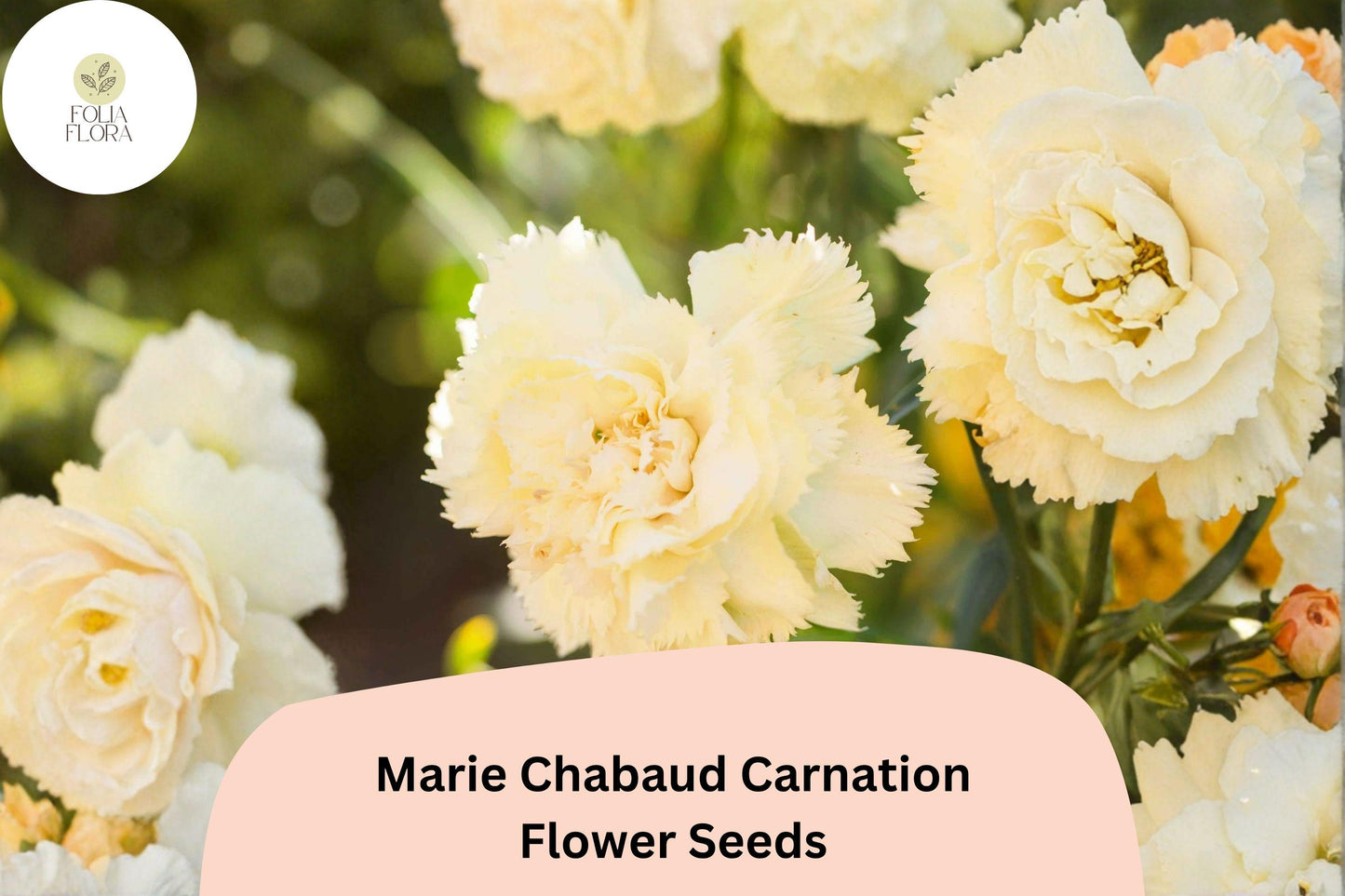200+ Carnation Seeds for Garden Planting | Marie Chabaud Yellow | Dianthus caryophyllus | Fragrant Double Blooms